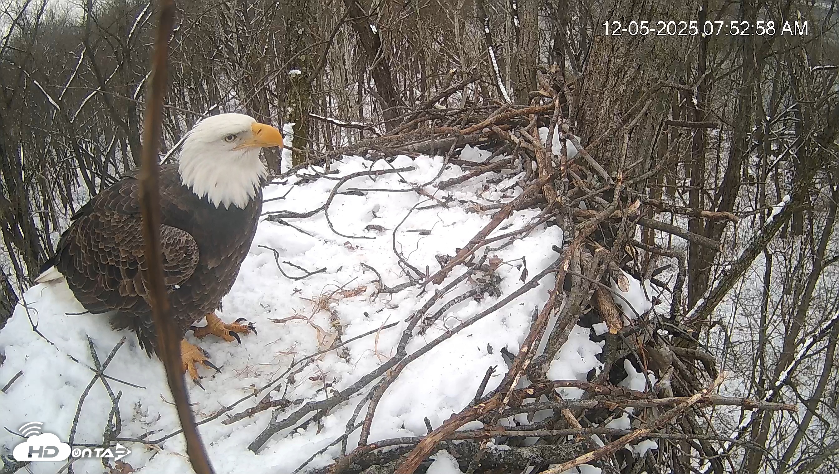 Snapshot of Cardinal Land Conservancy Eagles Live Webcam taken Dec 5, 2025, 7:53am EST