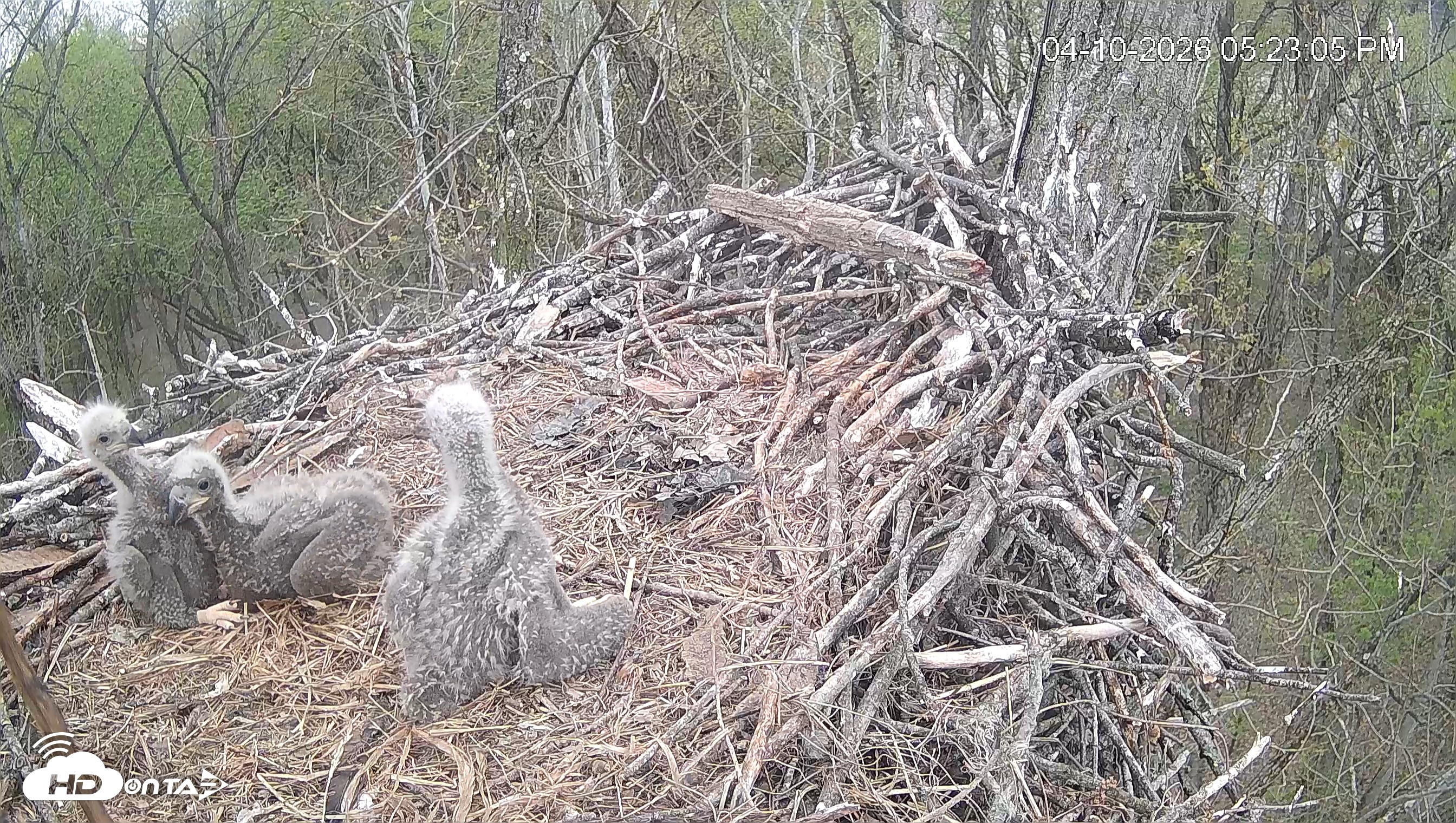 Snapshot of Cardinal Land Conservancy Eagles Live Webcam taken Apr 10, 2026, 5:23pm EDT
