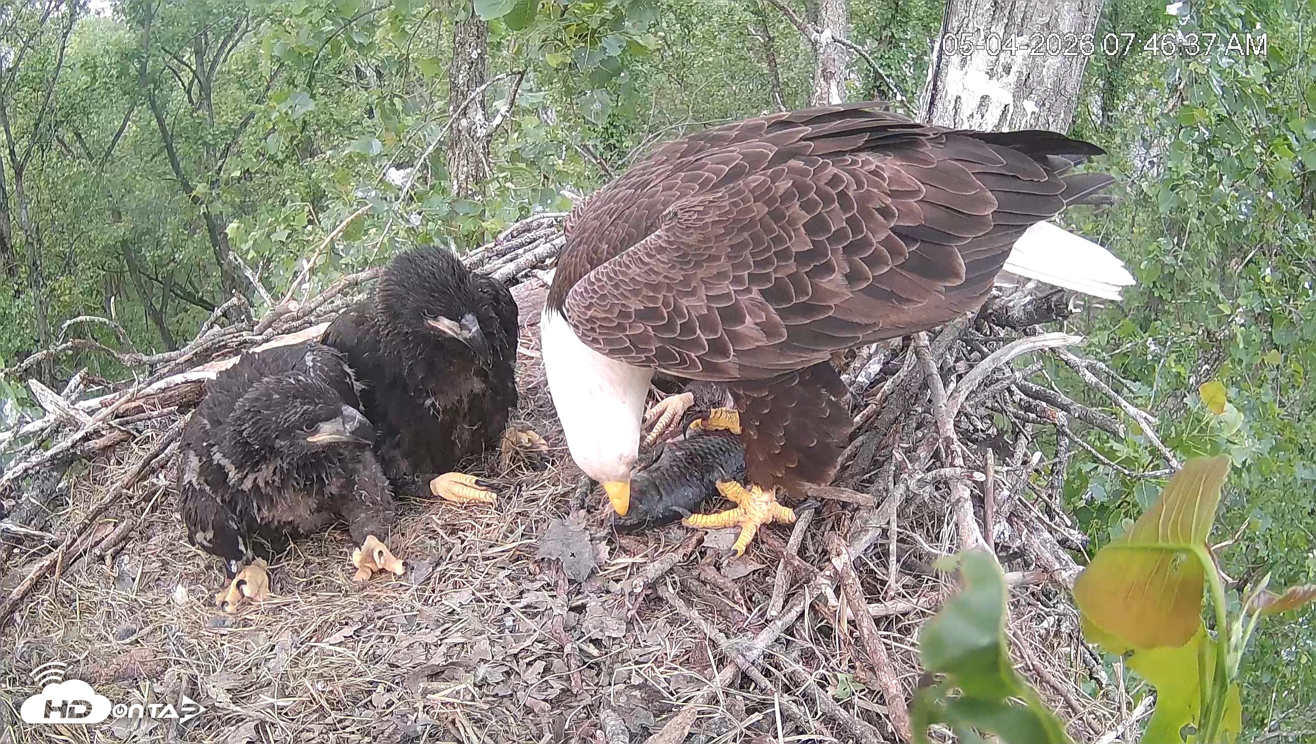 Snapshot of Cardinal Land Conservancy Eagles Live Webcam taken May 4, 2026, 7:47am EDT