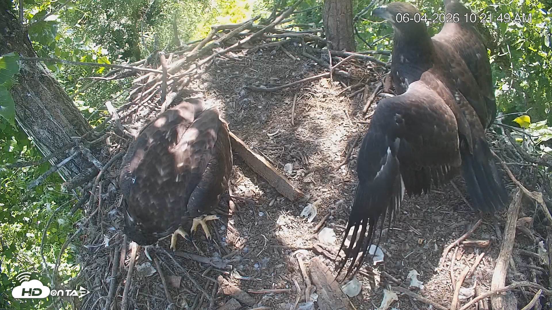 Snapshot of Cardinal Land Conservancy Eagles Live Webcam taken Jun 4, 2026, 10:22am EDT