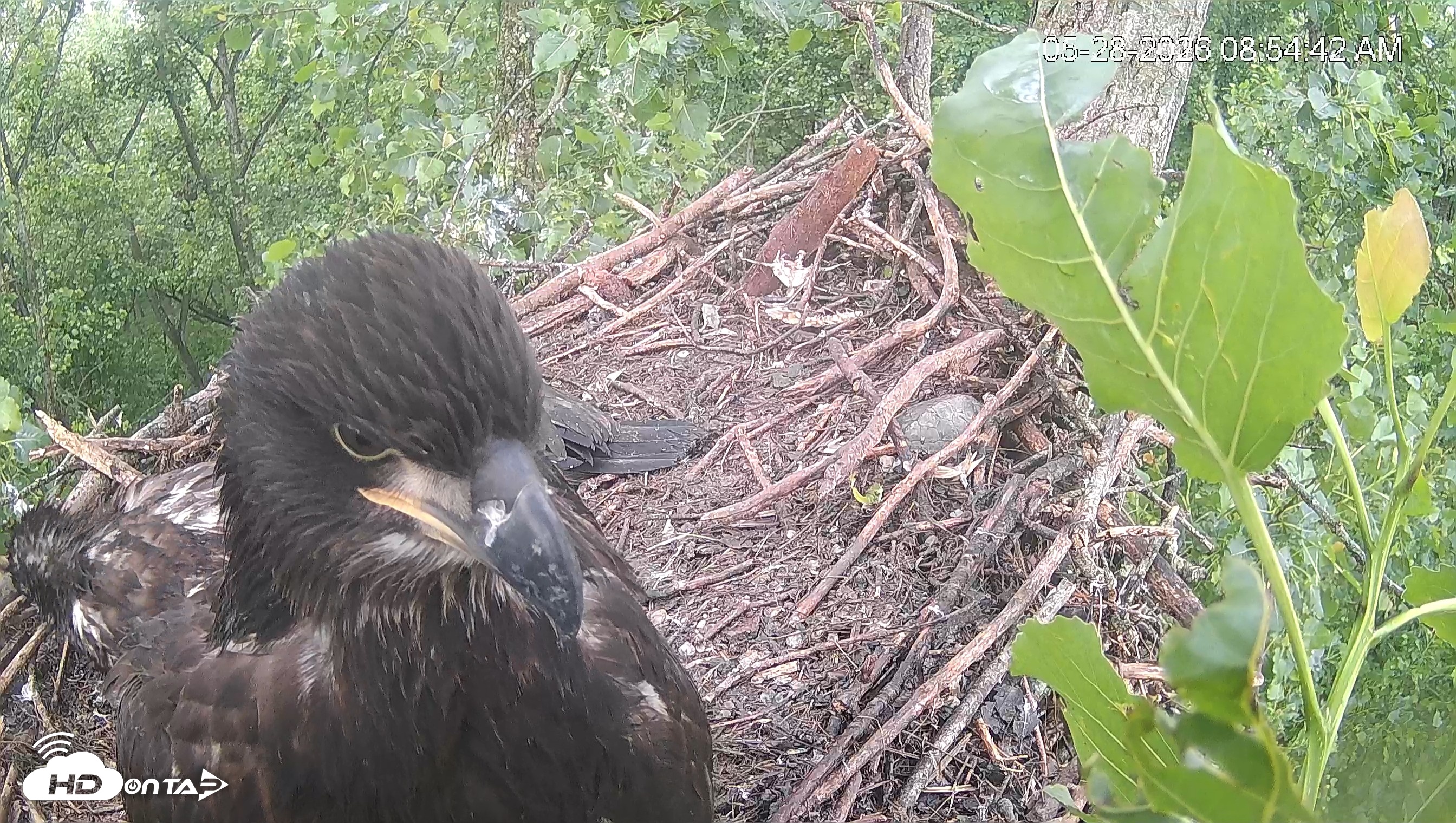 Snapshot of Cardinal Land Conservancy Eagles Live Webcam taken May 28, 2026, 8:55am EDT