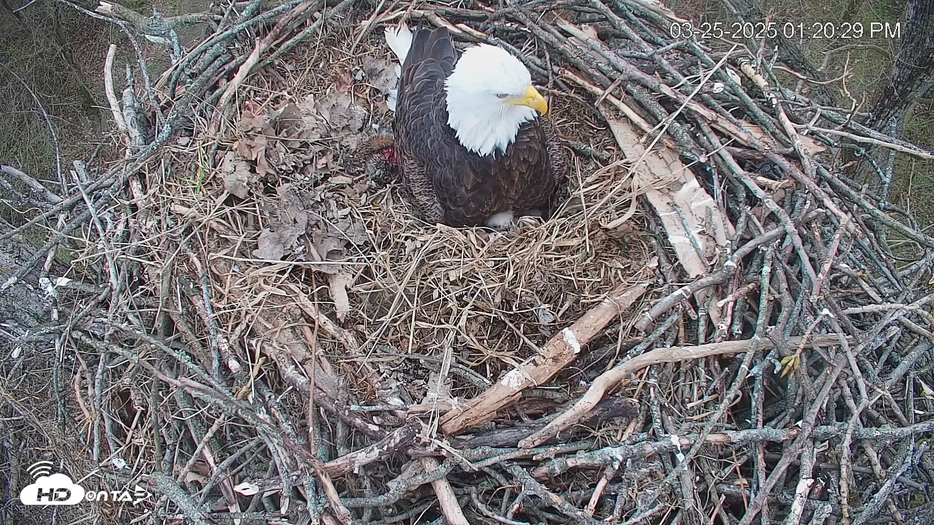 Snapshot of Cardinal Land Conservancy Eagles Live Webcam taken Mar 25, 2025, 1:21pm EDT