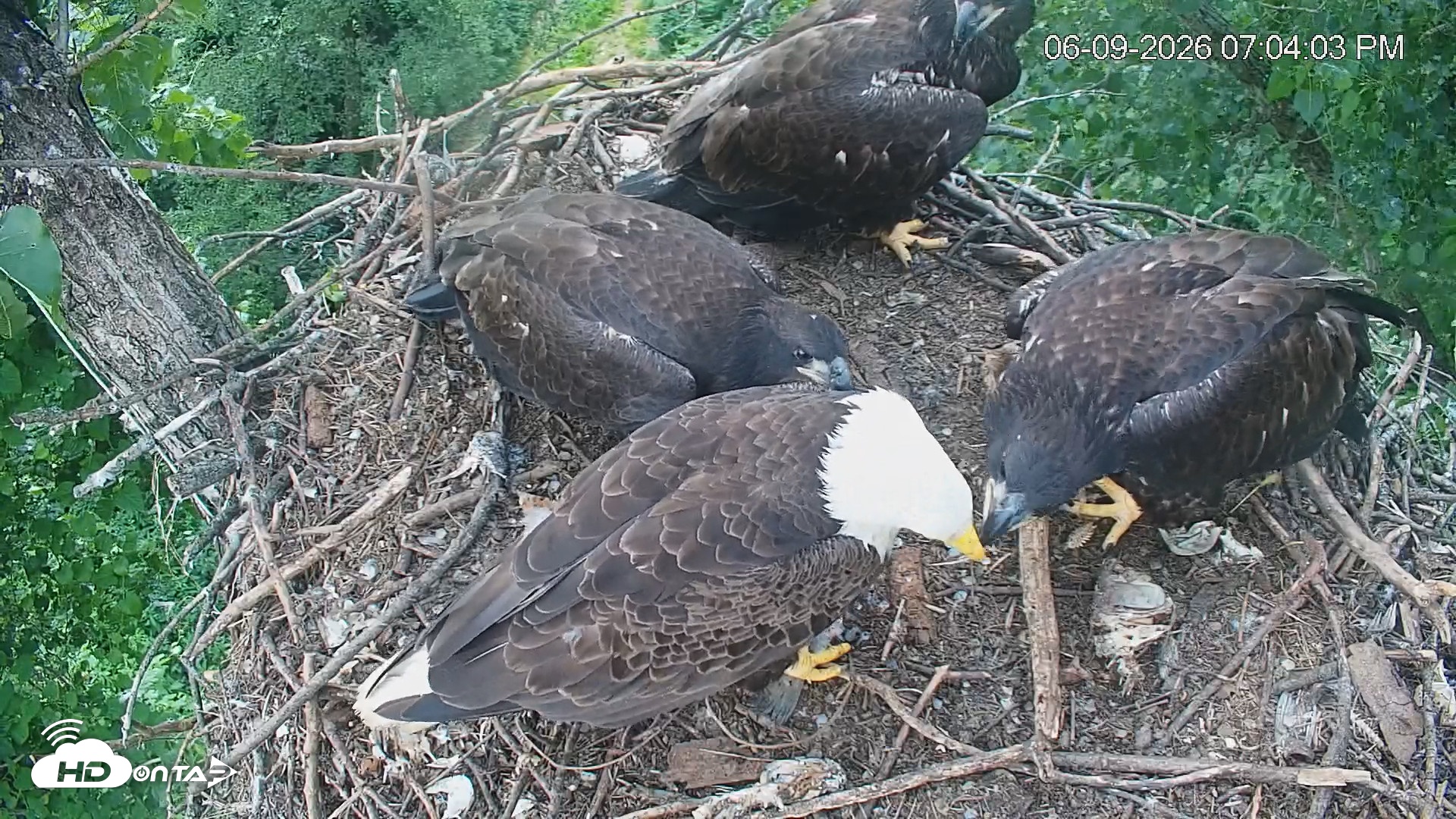 Snapshot of Cardinal Land Conservancy Eagles Live Webcam taken Jun 9, 2026, 7:05pm EDT