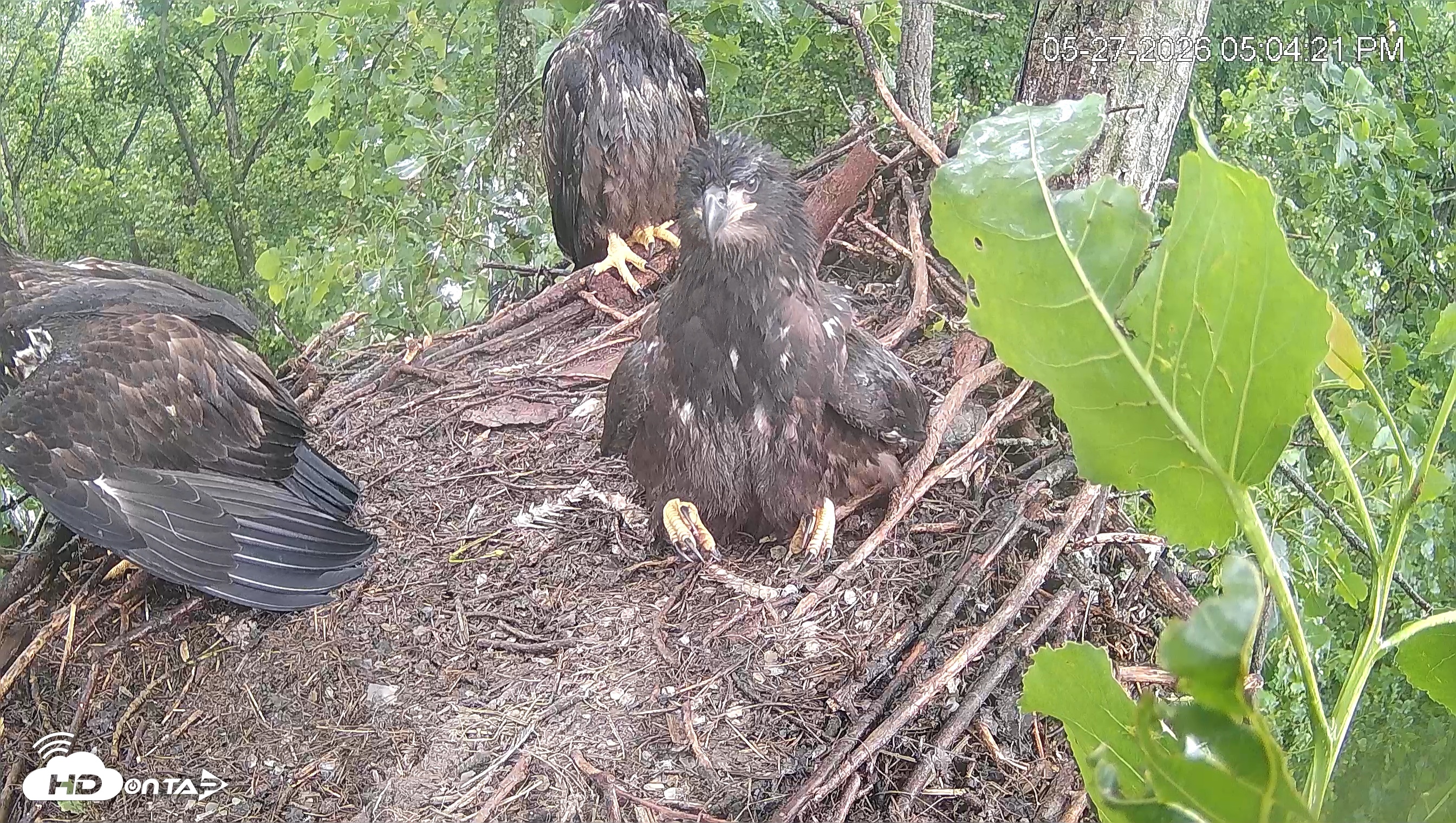 Snapshot of Cardinal Land Conservancy Eagles Live Webcam taken May 27, 2026, 5:05pm EDT