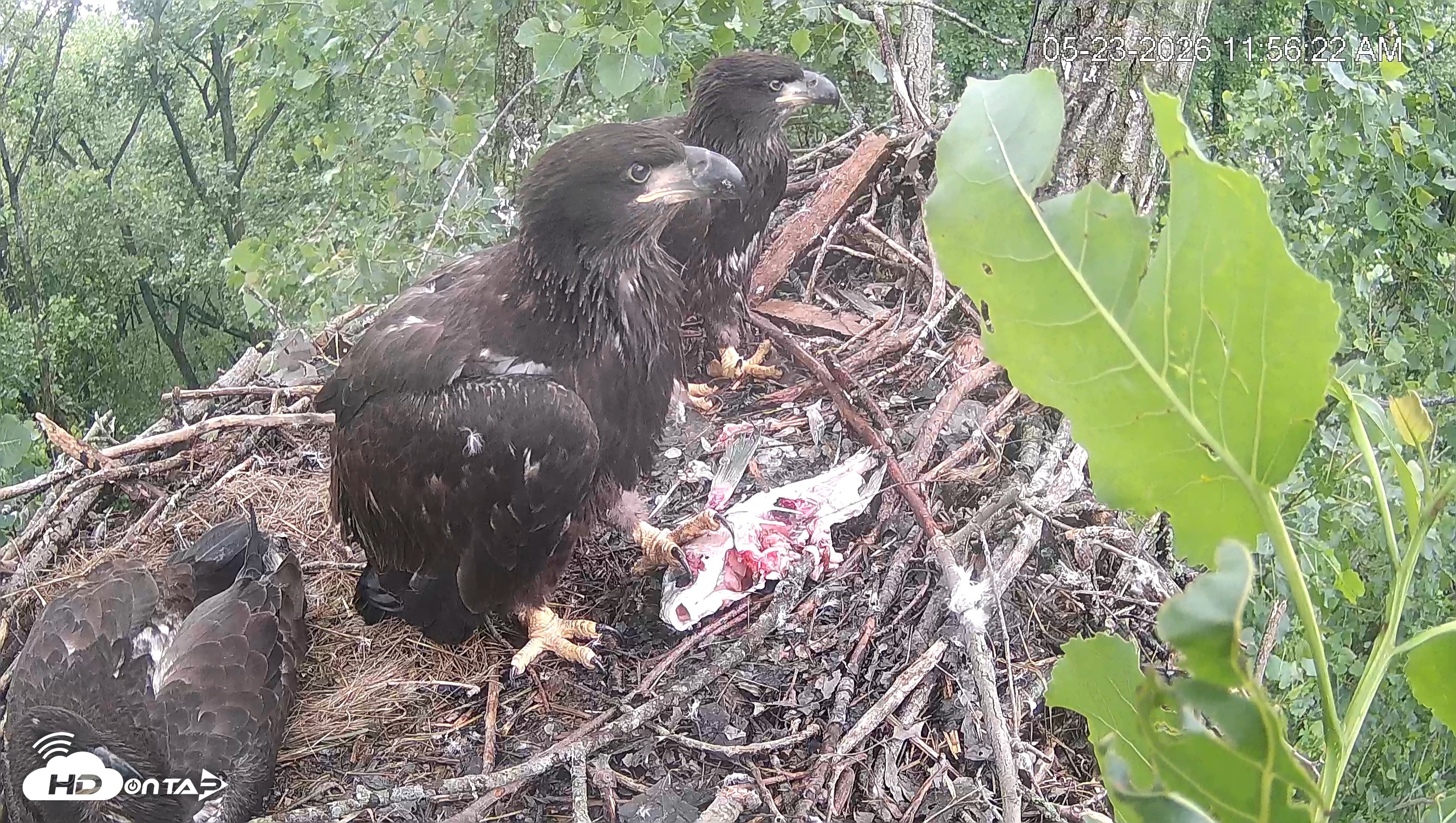 Snapshot of Cardinal Land Conservancy Eagles Live Webcam taken May 23, 2026, 11:57am EDT