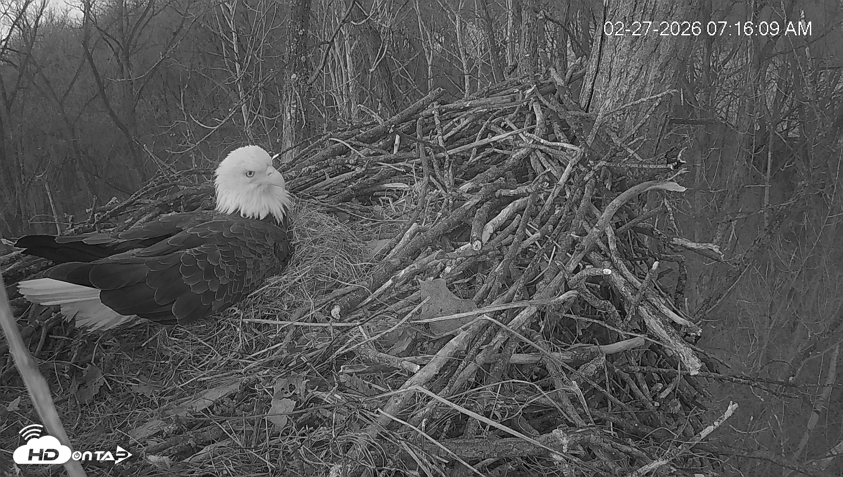 Snapshot of Cardinal Land Conservancy Eagles Live Webcam taken Feb 27, 2026, 7:16am EST