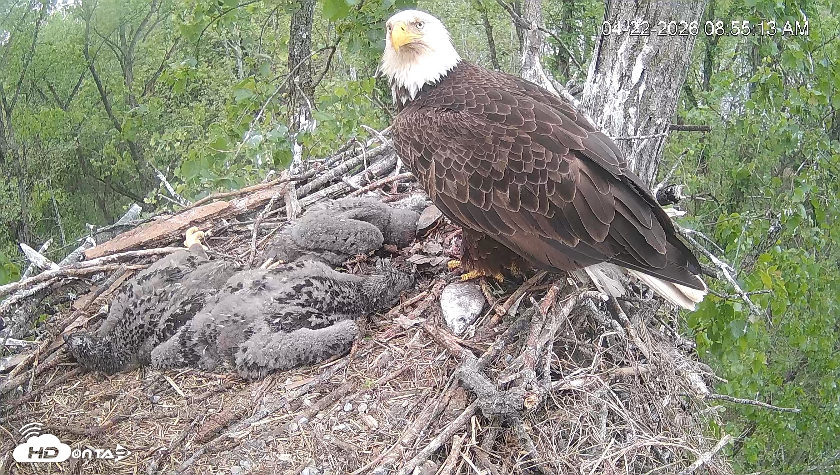 Snapshot of Cardinal Land Conservancy Eagles Live Webcam taken Apr 22, 2026, 8:55am EDT
