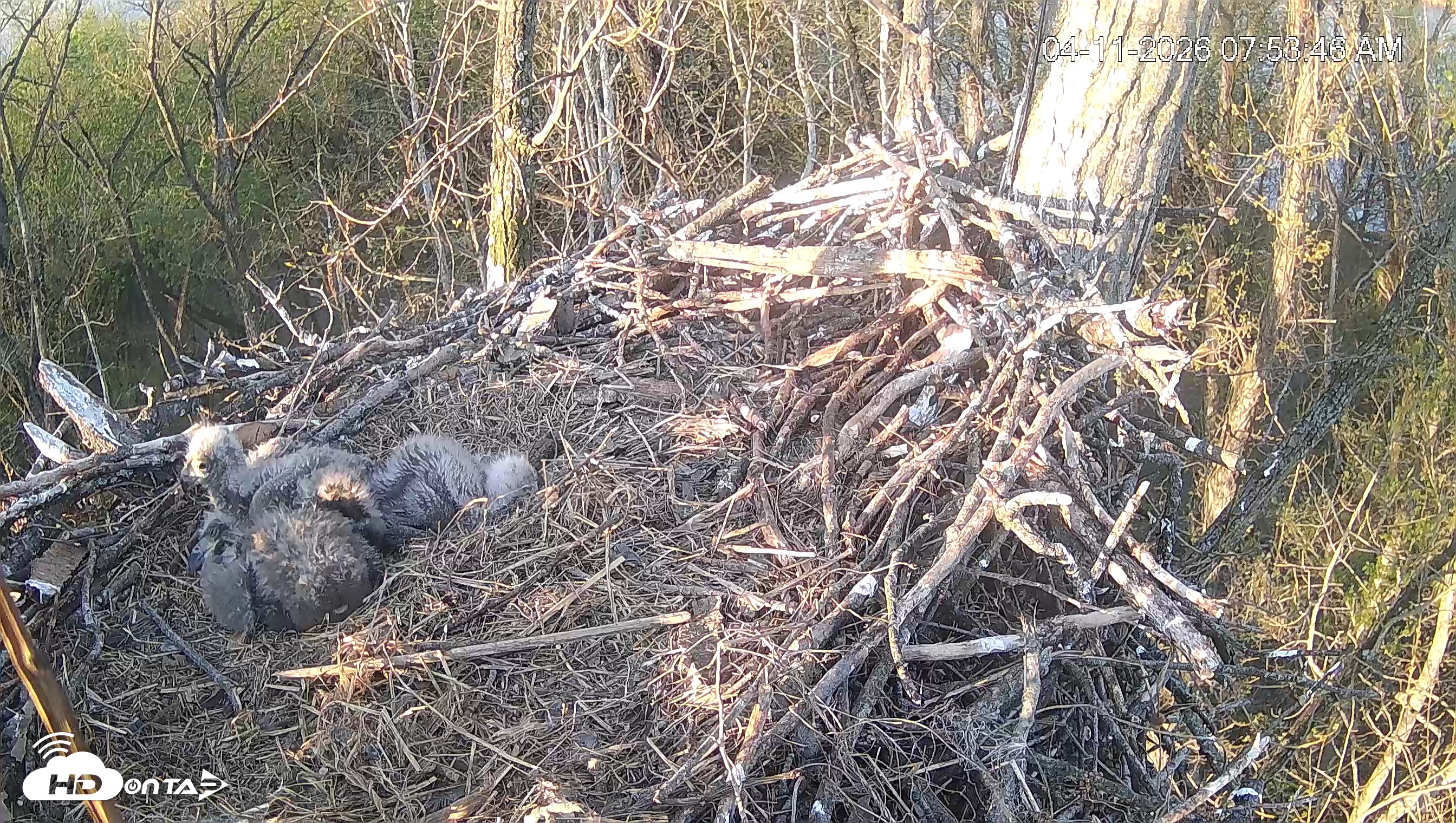 Snapshot of Cardinal Land Conservancy Eagles Live Webcam taken Apr 11, 2026, 7:54am EDT