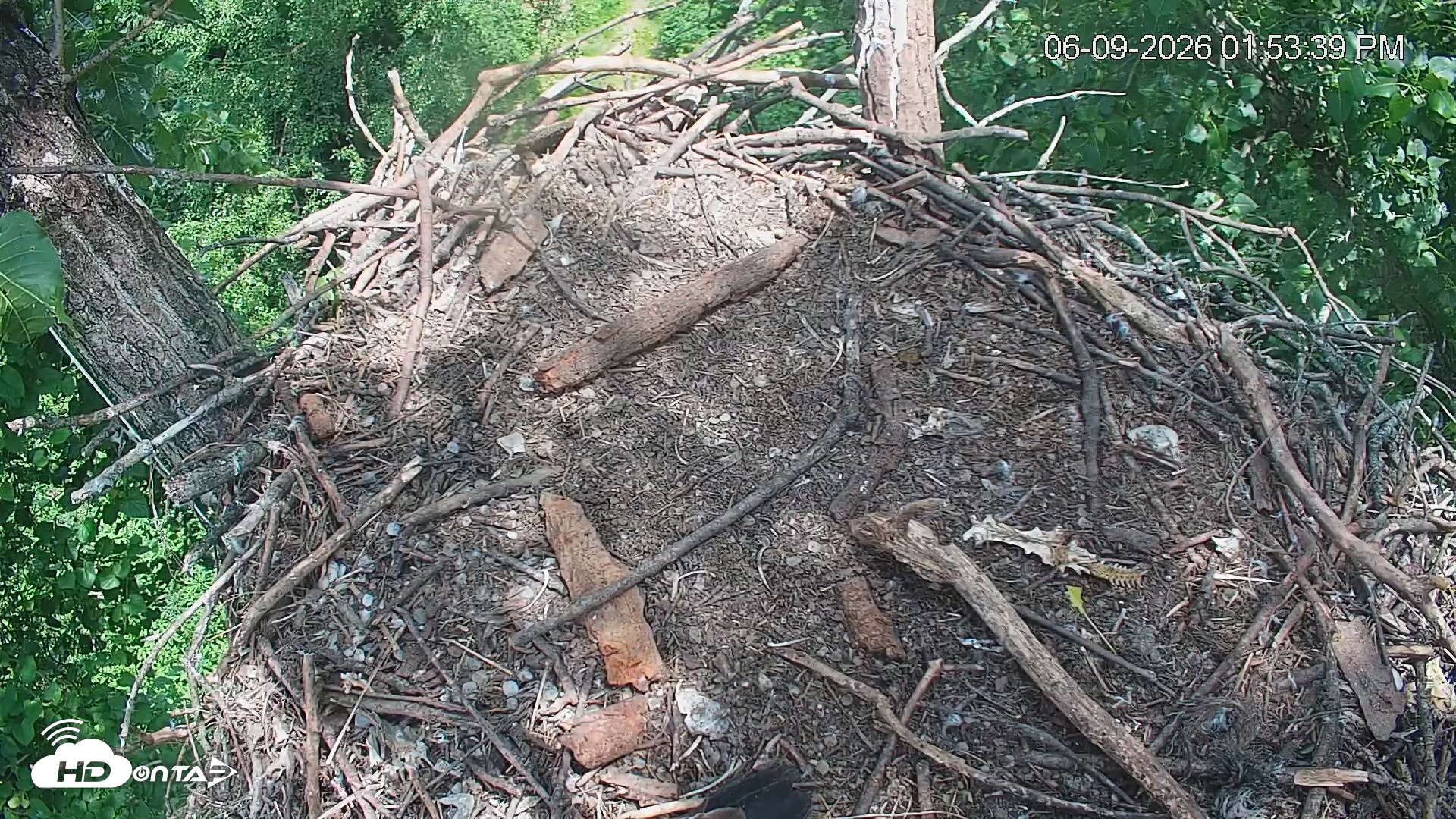 Snapshot of Cardinal Land Conservancy Eagles Live Webcam taken Jun 9, 2026, 1:54pm EDT