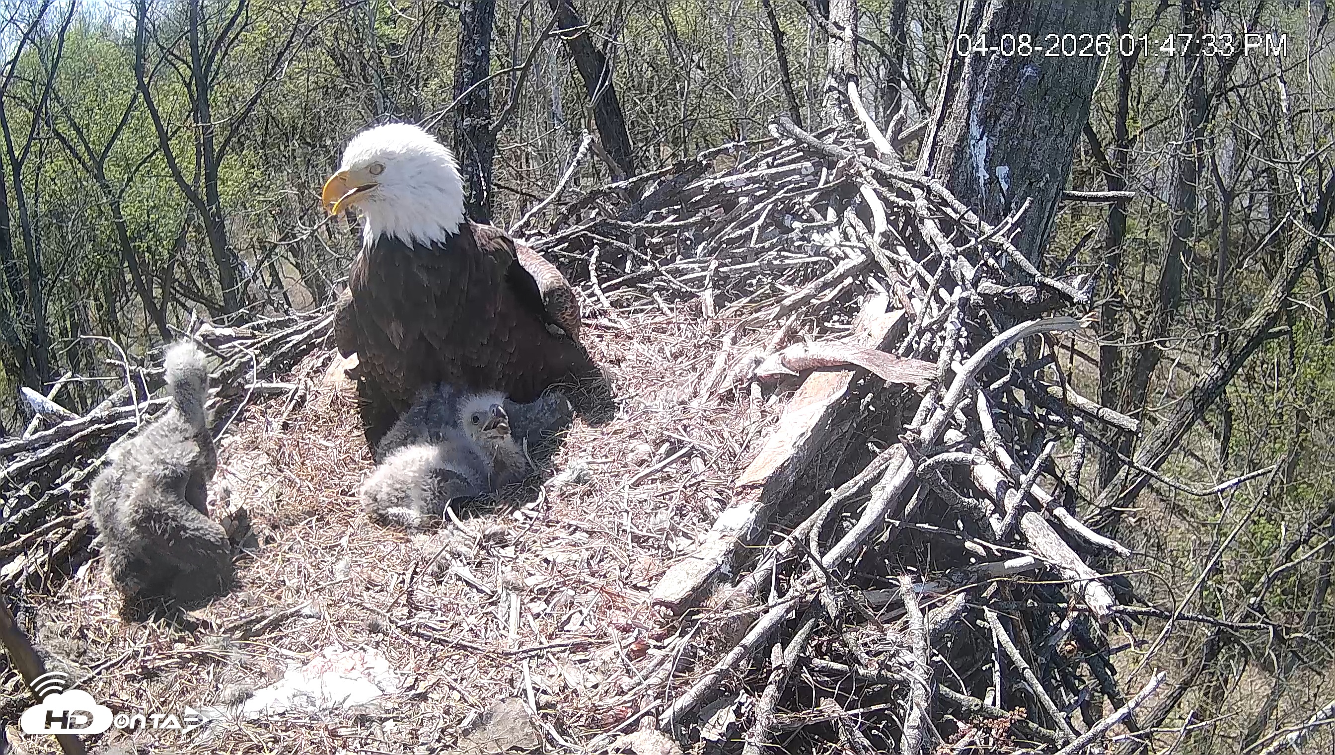 Snapshot of Cardinal Land Conservancy Eagles Live Webcam taken Apr 8, 2026, 1:48pm EDT