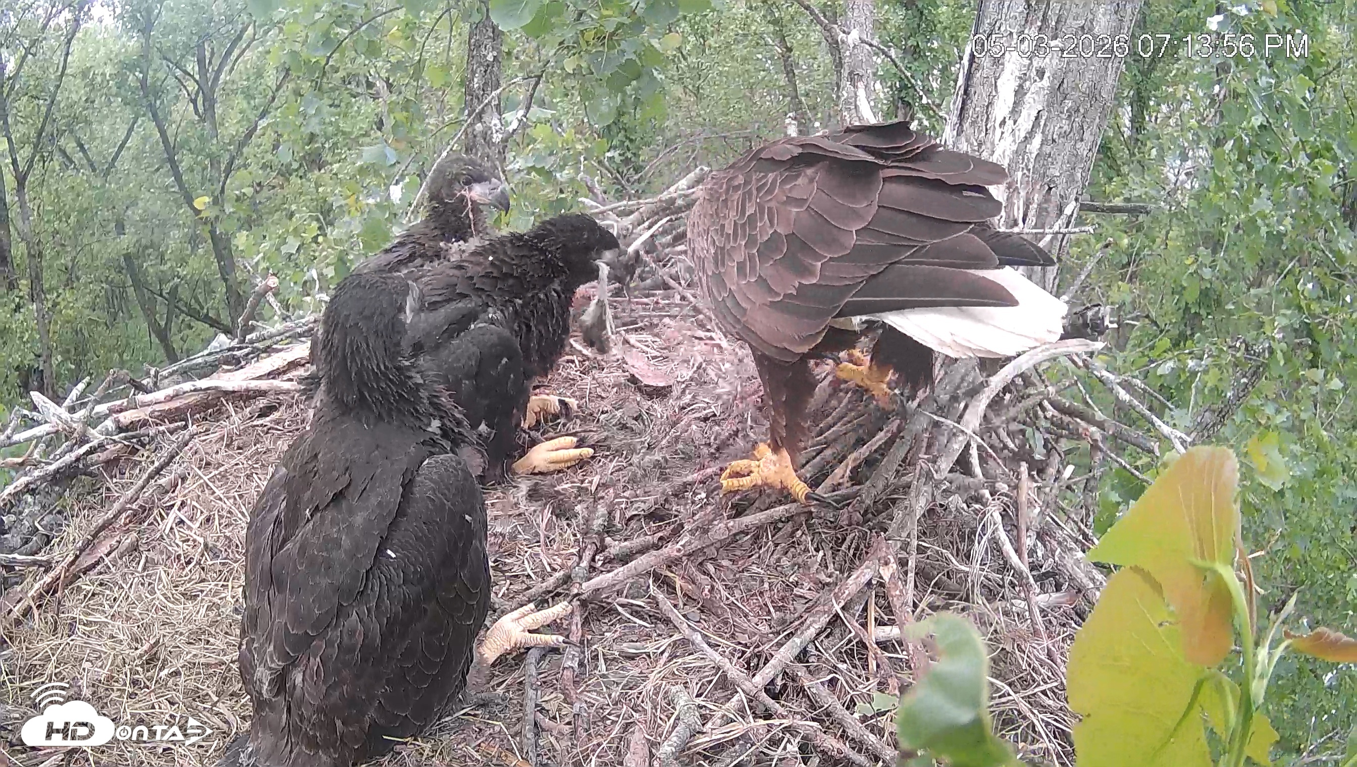 Snapshot of Cardinal Land Conservancy Eagles Live Webcam taken May 3, 2026, 7:14pm EDT