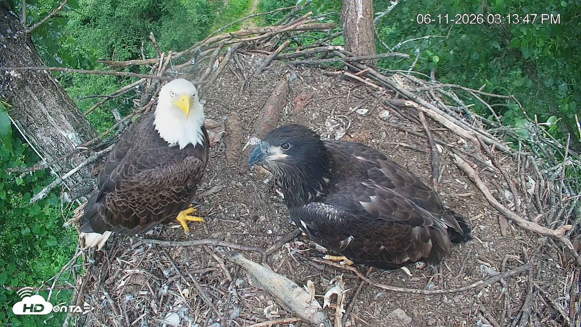 Snapshot of Cardinal Land Conservancy Eagles Live Webcam taken Jun 11, 2026, 3:14pm EDT