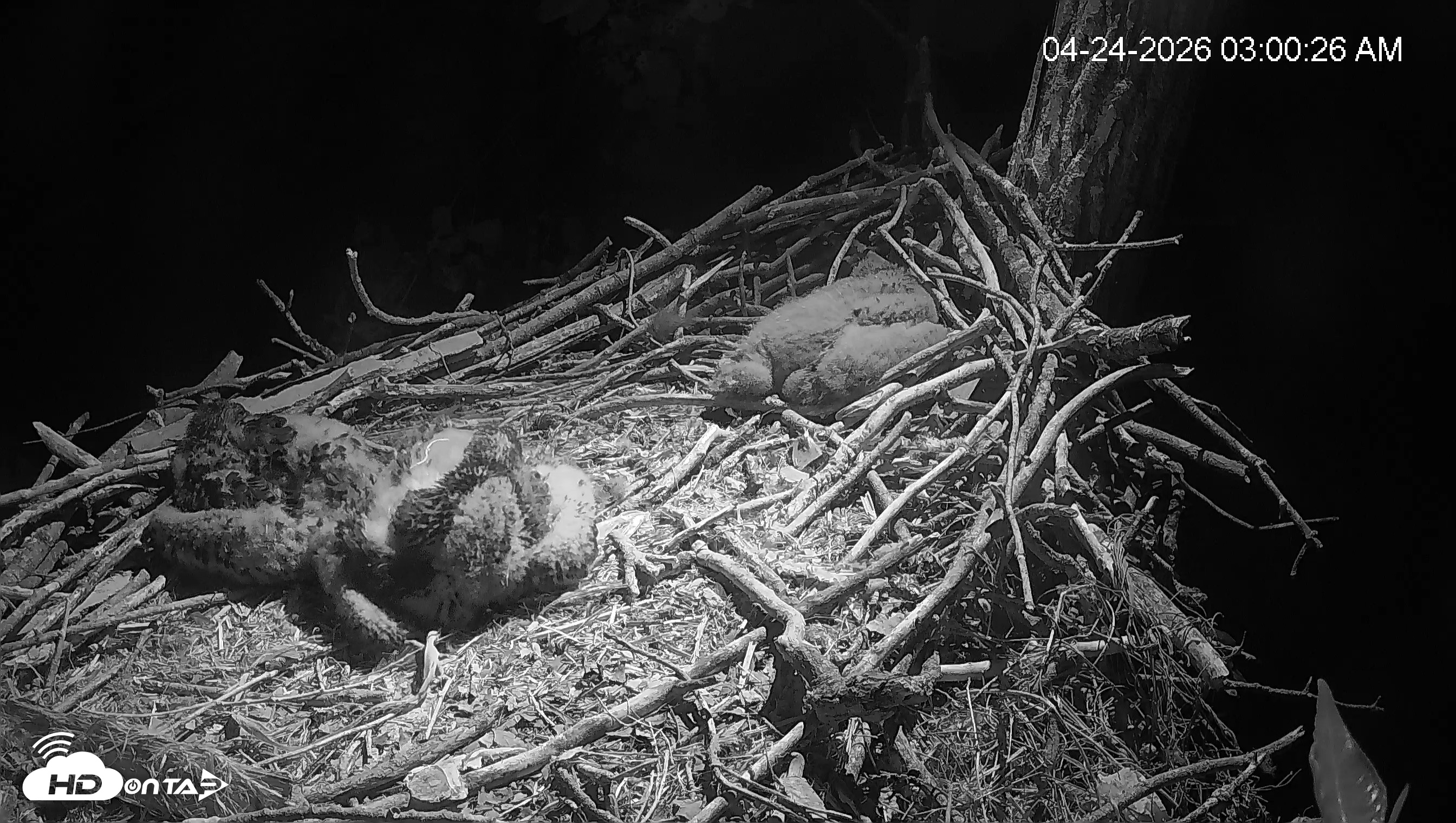 Snapshot of Cardinal Land Conservancy Eagles Live Webcam taken Apr 24, 2026, 3:01am EDT