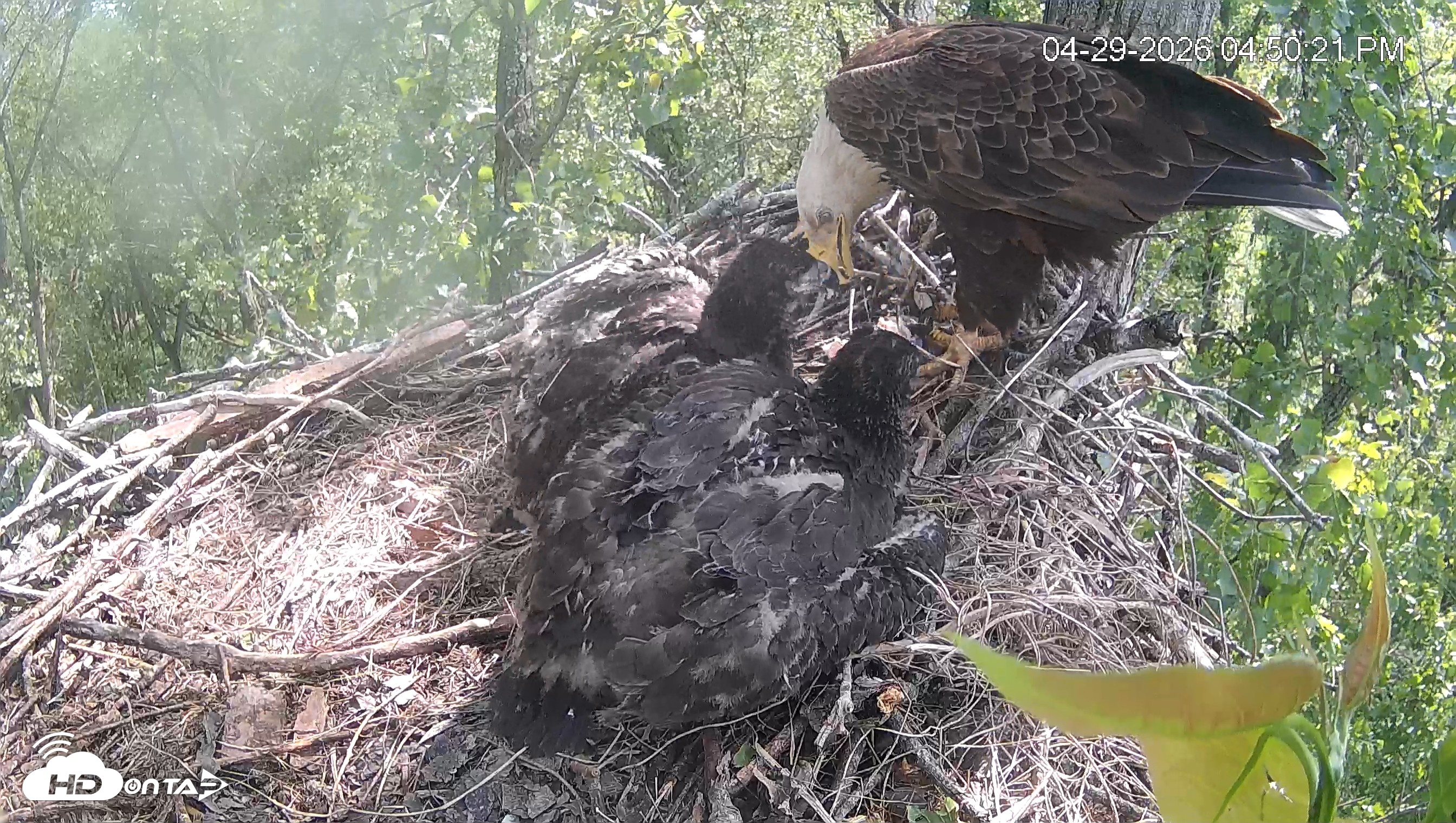 Snapshot of Cardinal Land Conservancy Eagles Live Webcam taken Apr 29, 2026, 4:52pm EDT