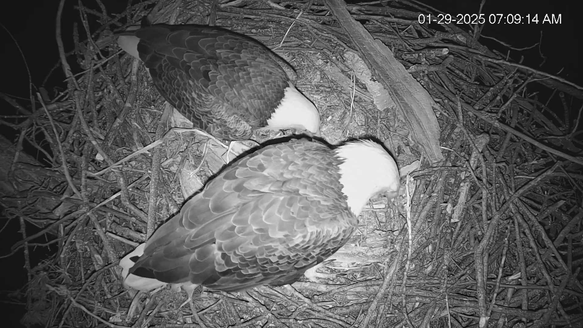 Snapshot of Cardinal Land Conservancy Eagles Live Webcam taken Jan 29, 2025, 7:10am EST
