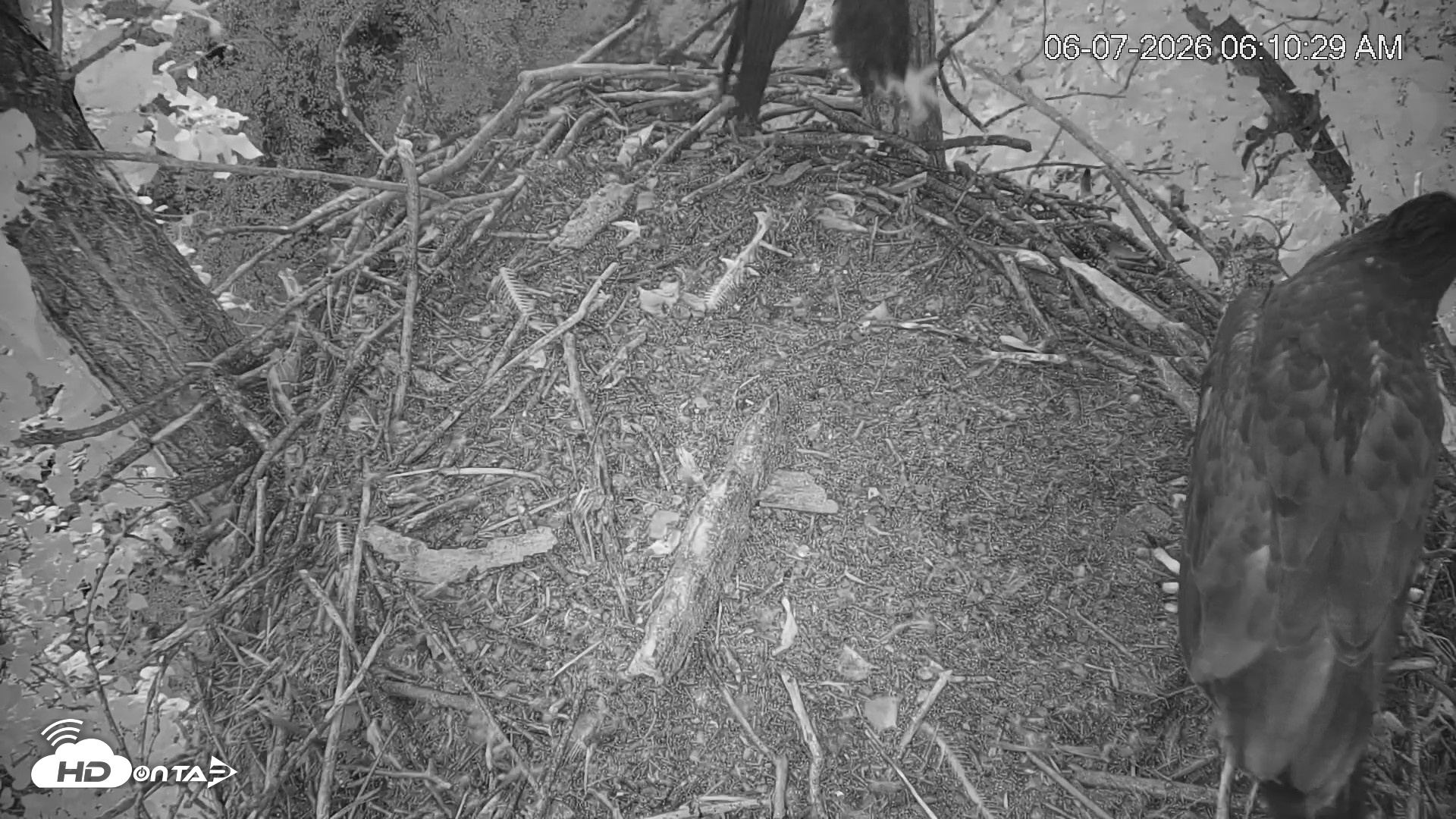 Snapshot of Cardinal Land Conservancy Eagles Live Webcam taken Jun 7, 2026, 6:11am EDT