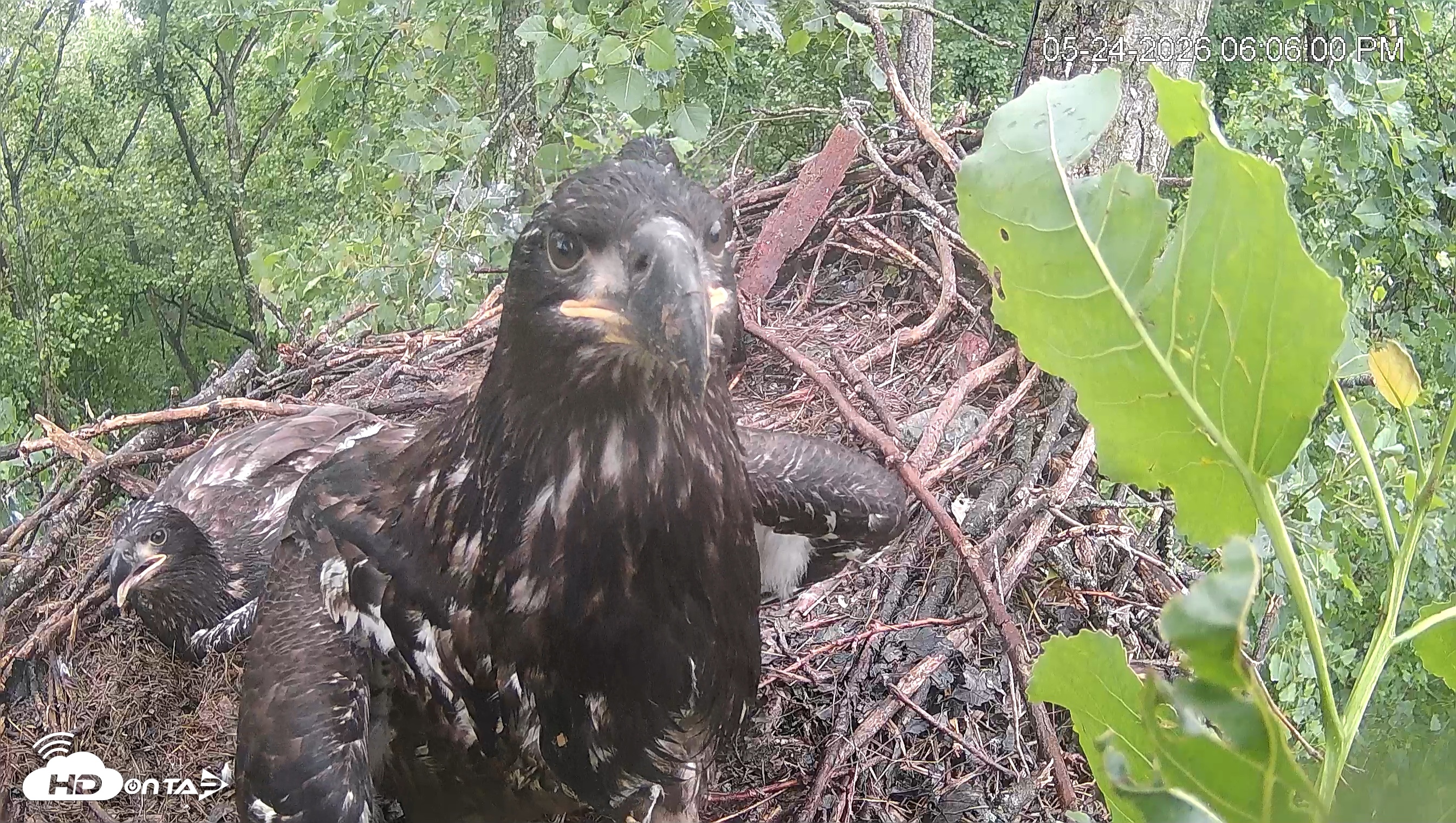 Snapshot of Cardinal Land Conservancy Eagles Live Webcam taken May 24, 2026, 6:07pm EDT