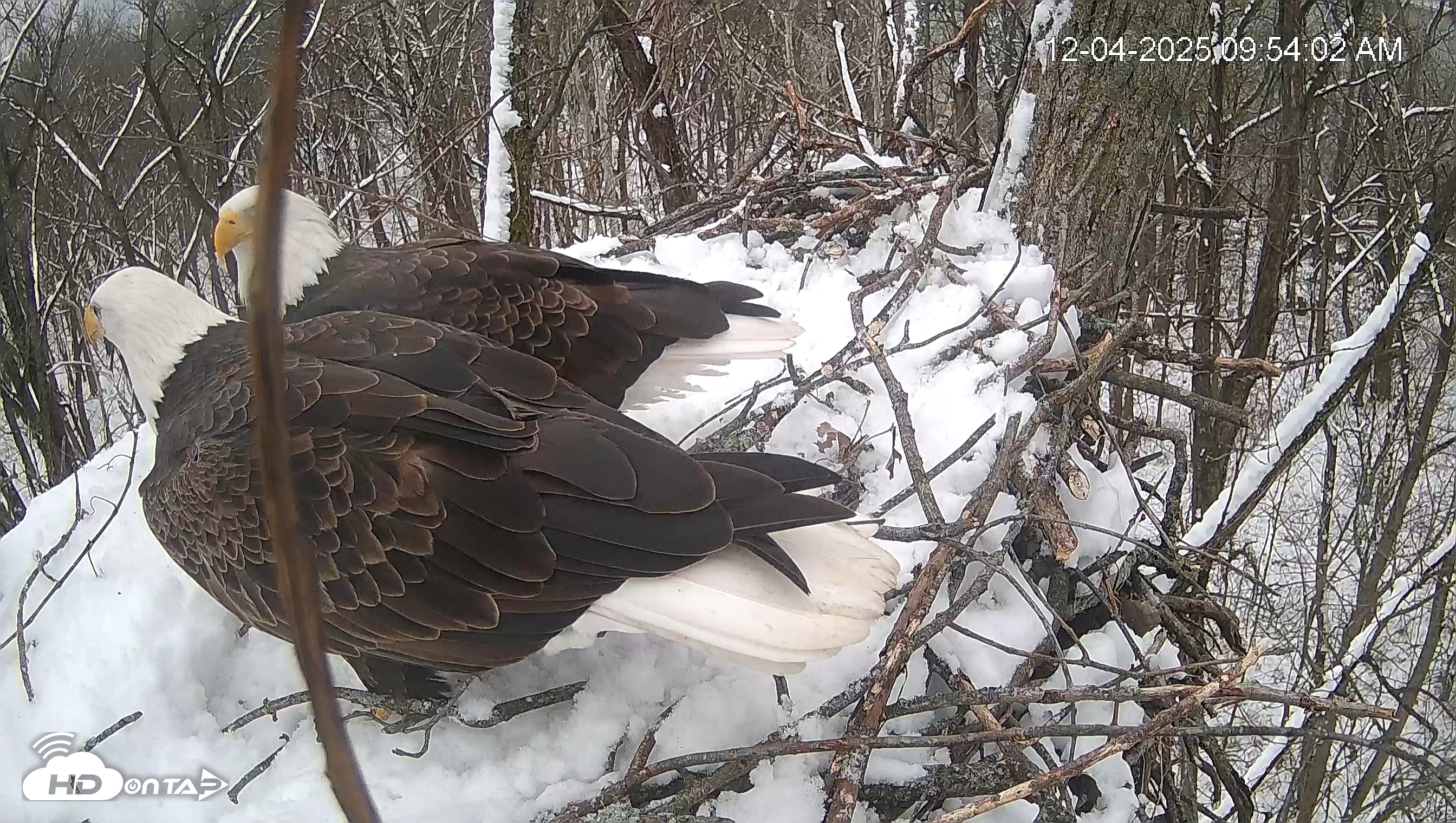 Snapshot of Cardinal Land Conservancy Eagles Live Webcam taken Dec 4, 2025, 9:54am EST