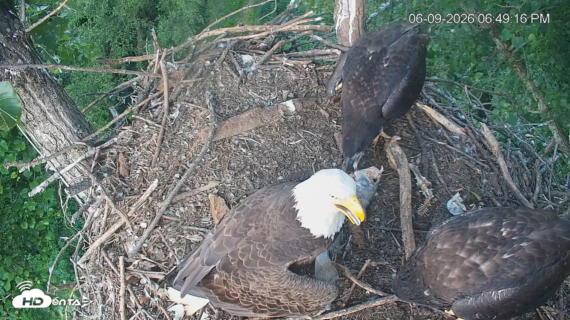 Snapshot of Cardinal Land Conservancy Eagles Live Webcam taken Jun 9, 2026, 6:49pm EDT