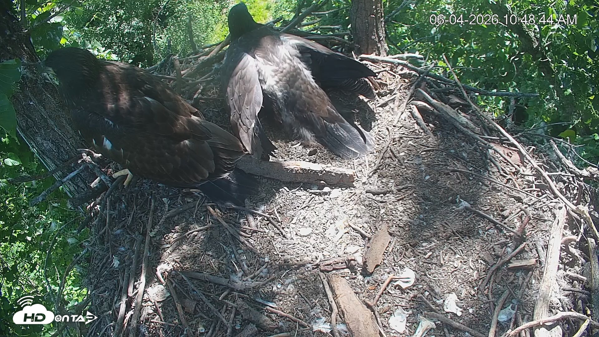 Snapshot of Cardinal Land Conservancy Eagles Live Webcam taken Jun 4, 2026, 10:49am EDT