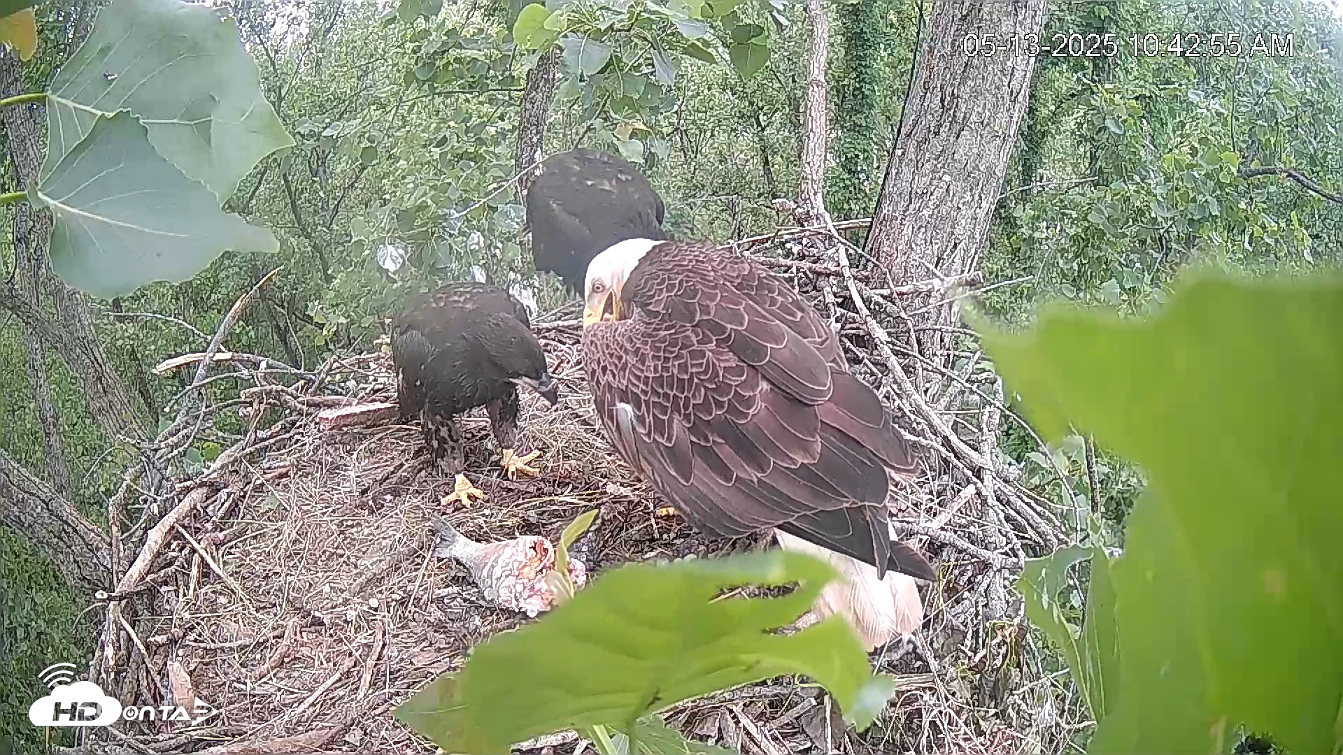 Snapshot of Cardinal Land Conservancy Eagles Live Webcam taken May 13, 2025, 10:43am EDT