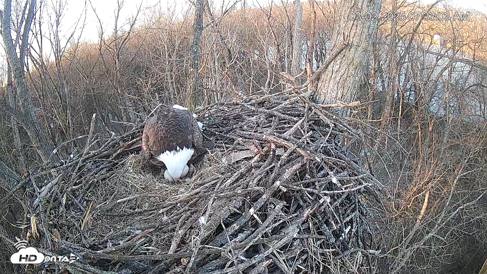 Snapshot of Cardinal Land Conservancy Eagles Live Webcam taken Mar 2, 2025, 7:33am EST