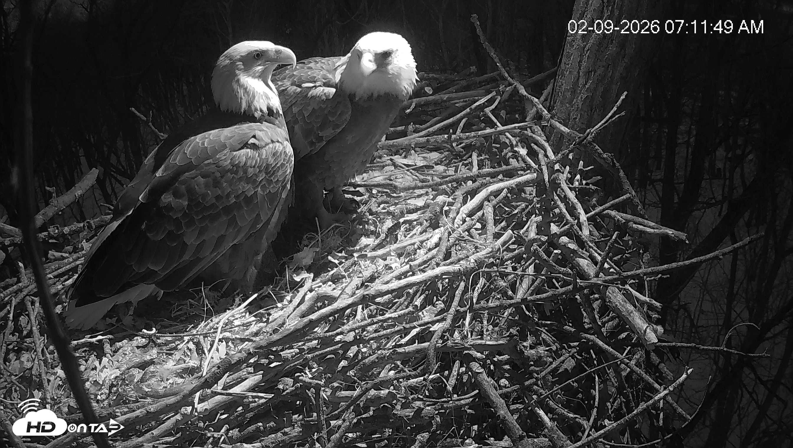 Snapshot of Cardinal Land Conservancy Eagles Live Webcam taken Feb 9, 2026, 7:12am EST