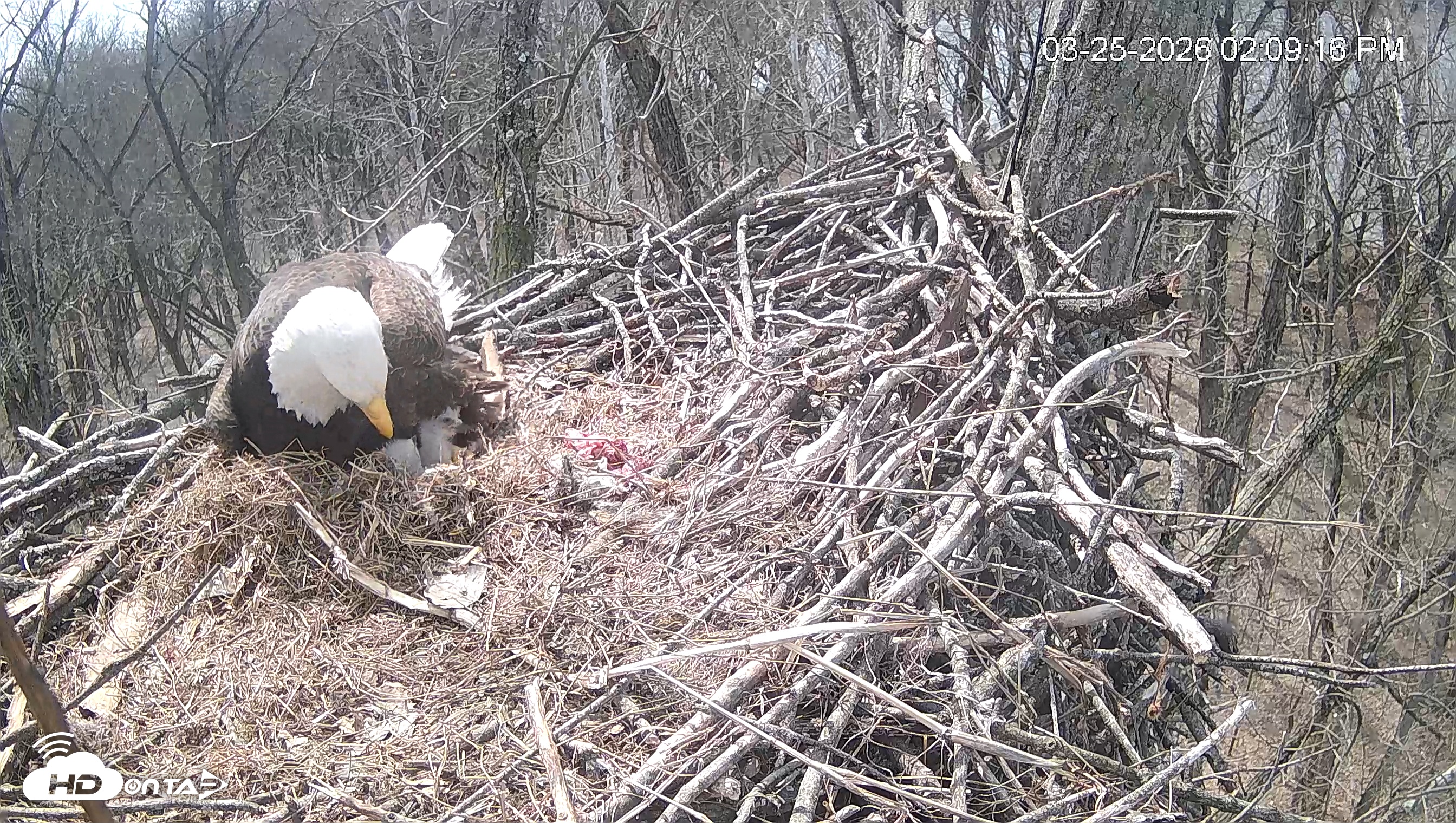 Snapshot of Cardinal Land Conservancy Eagles Live Webcam taken Mar 25, 2026, 2:10pm EDT