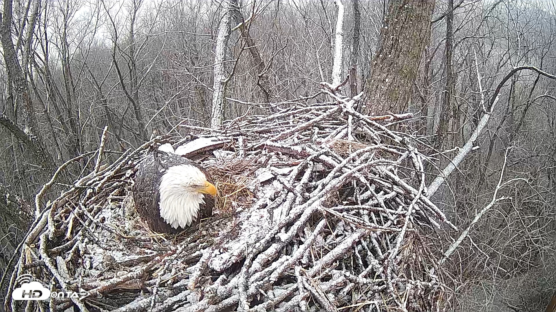 cardinal-land-conservancy-eagles-live-webcam-snapshot-image-hdontap