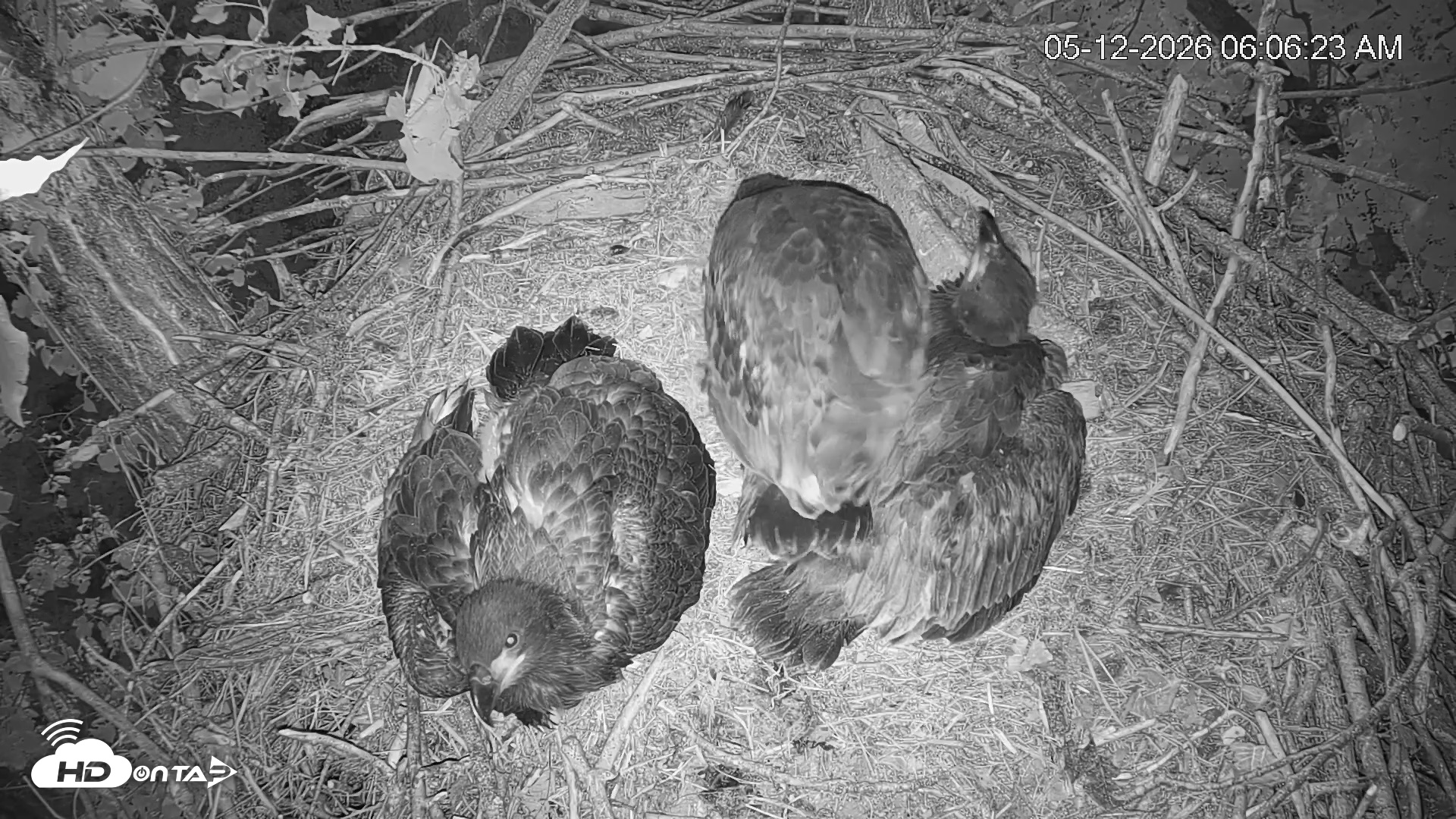 Snapshot of Cardinal Land Conservancy Eagles Live Webcam taken May 12, 2026, 6:07am EDT