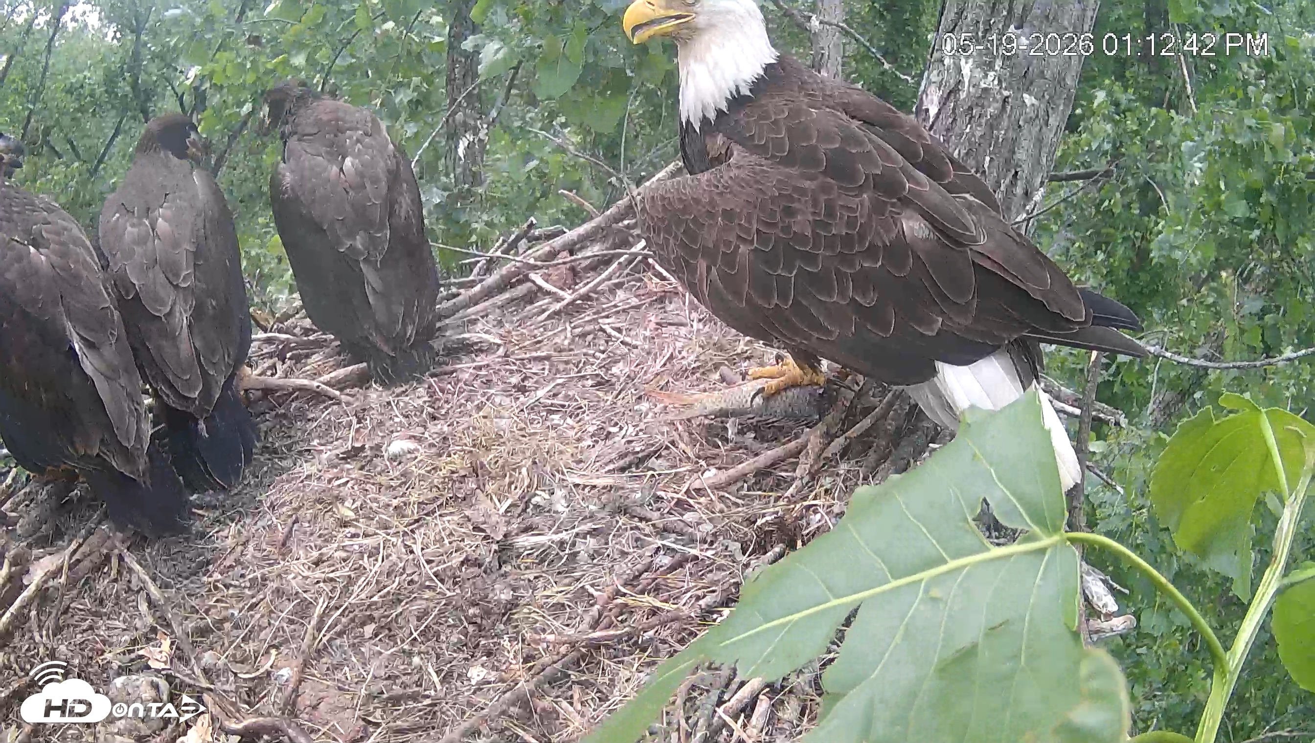 Snapshot of Cardinal Land Conservancy Eagles Live Webcam taken May 19, 2026, 1:14pm EDT