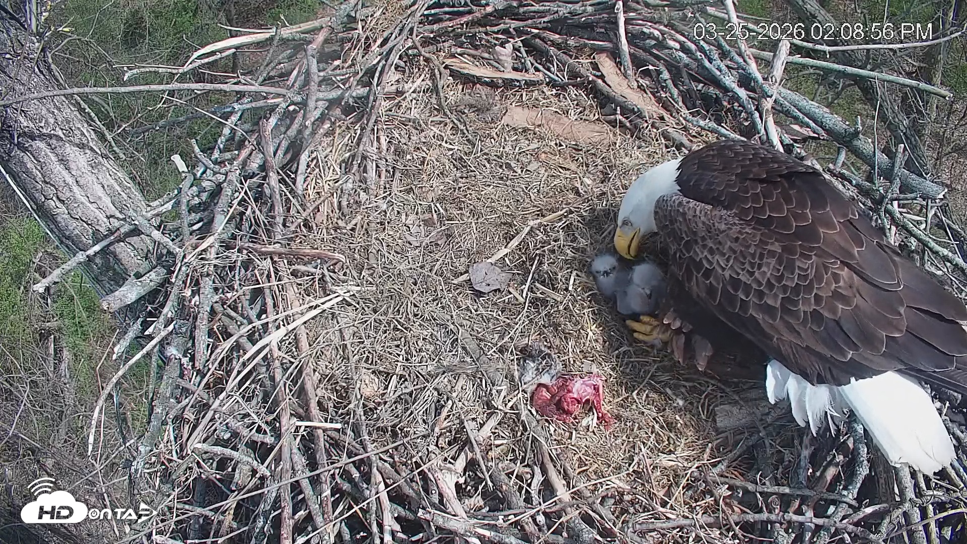 Snapshot of Cardinal Land Conservancy Eagles Live Webcam taken Mar 25, 2026, 2:09pm EDT