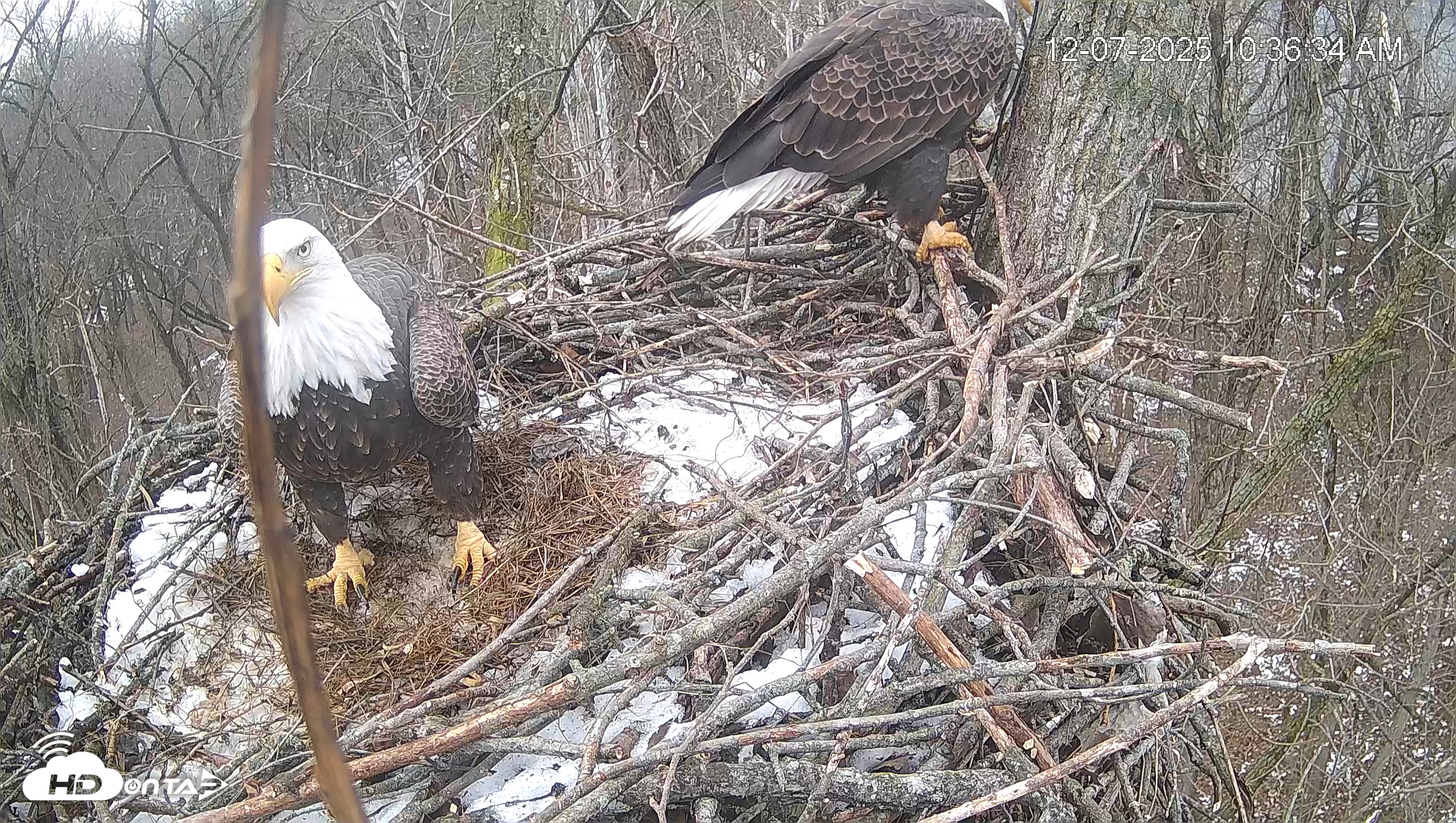 Snapshot of Cardinal Land Conservancy Eagles Live Webcam taken Dec 7, 2025, 10:37am EST