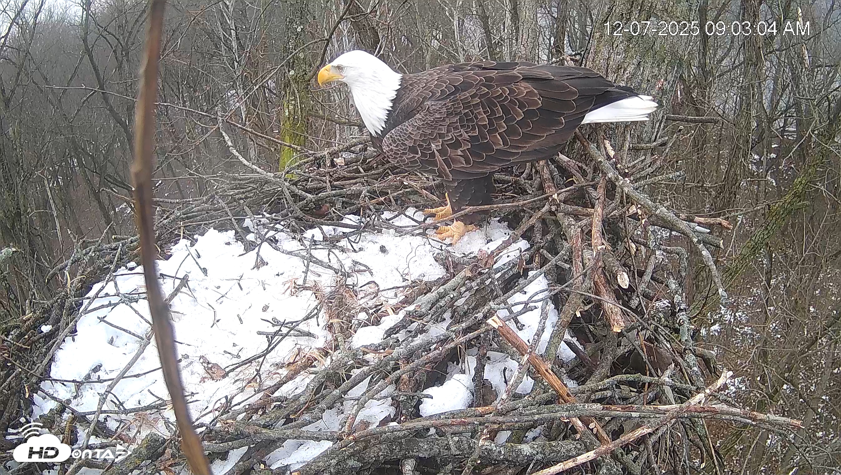 Snapshot of Cardinal Land Conservancy Eagles Live Webcam taken Dec 7, 2025, 9:03am EST