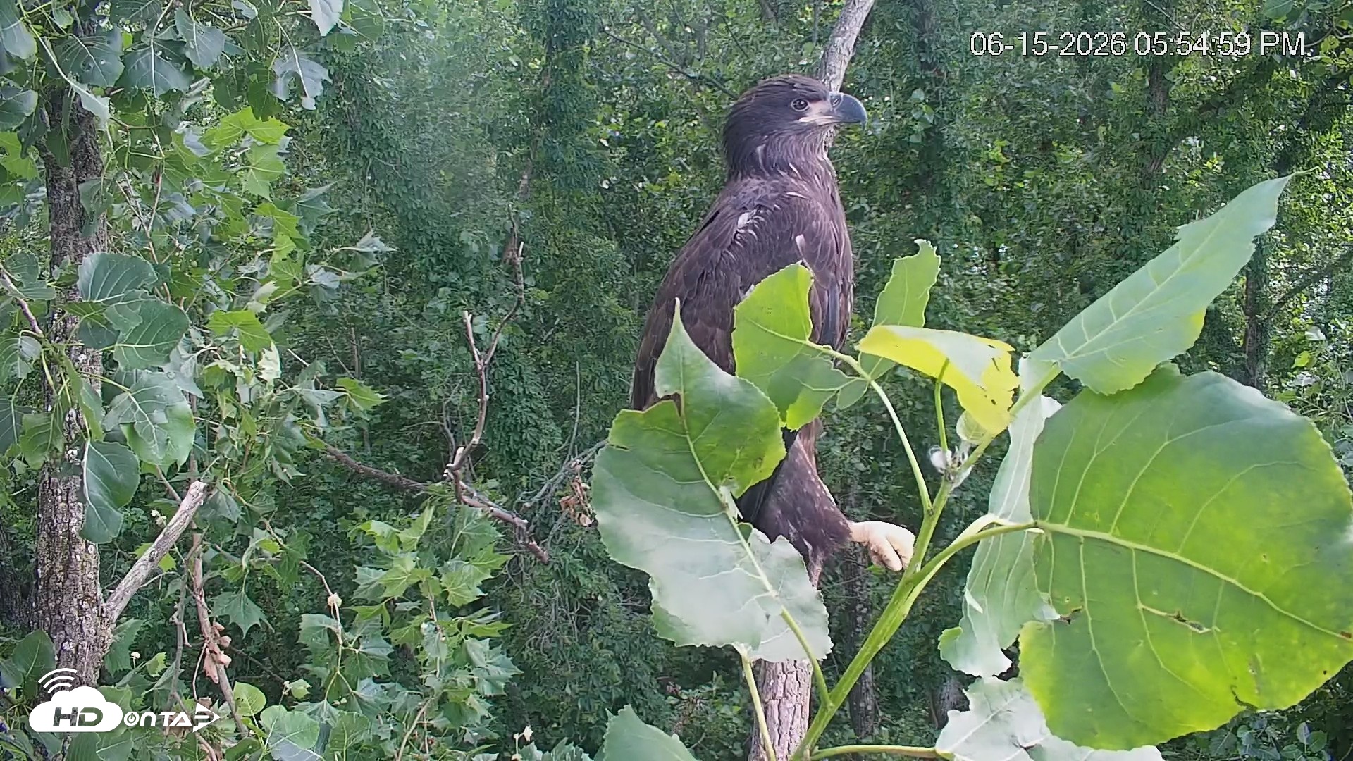 Snapshot of Cardinal Land Conservancy Eagles Live Webcam taken Jun 15, 2026, 5:55pm EDT