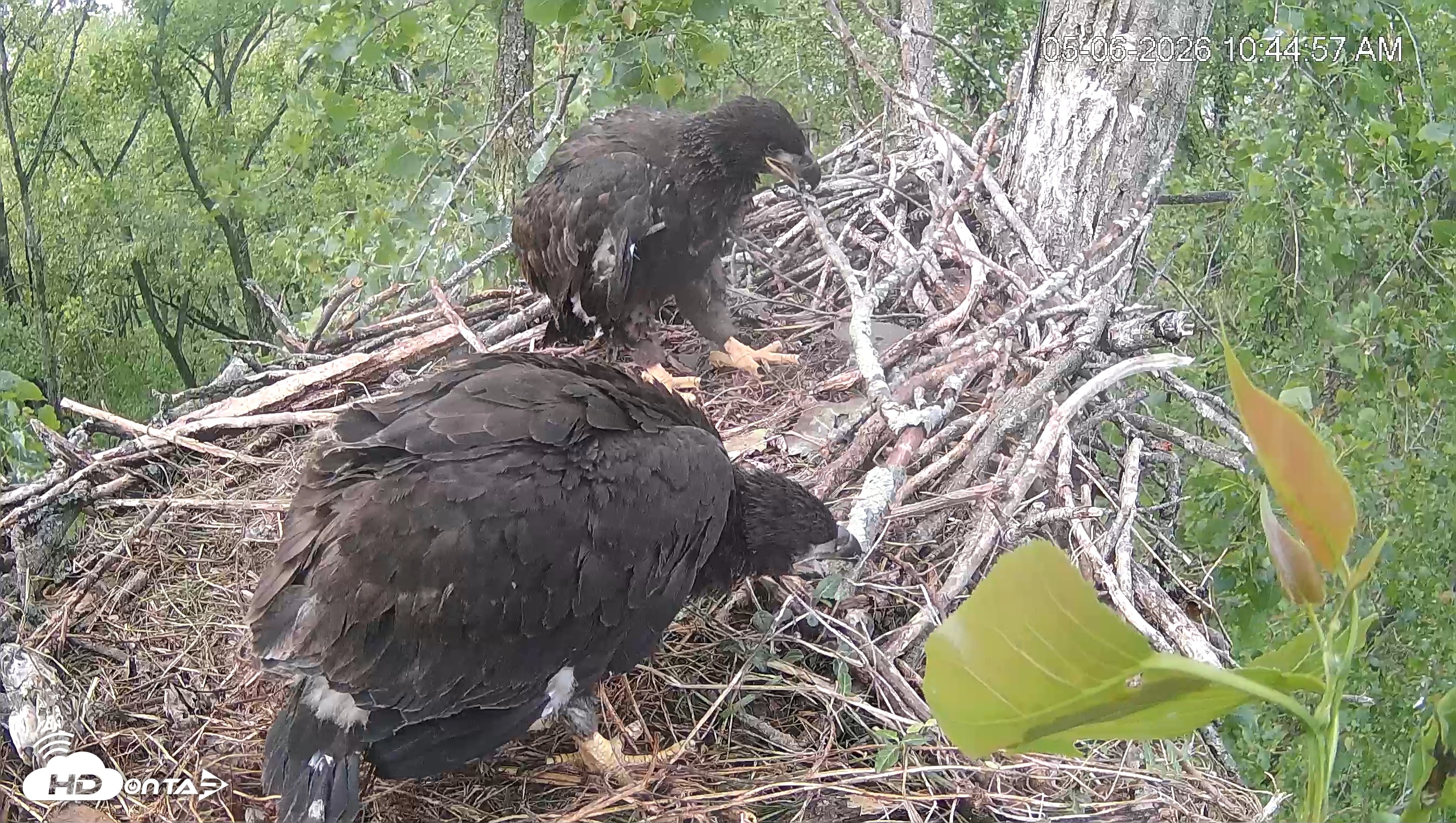 Snapshot of Cardinal Land Conservancy Eagles Live Webcam taken May 6, 2026, 10:45am EDT
