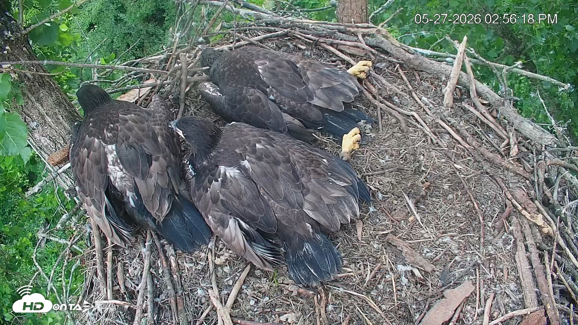 Snapshot of Cardinal Land Conservancy Eagles Live Webcam taken May 27, 2026, 2:57pm EDT