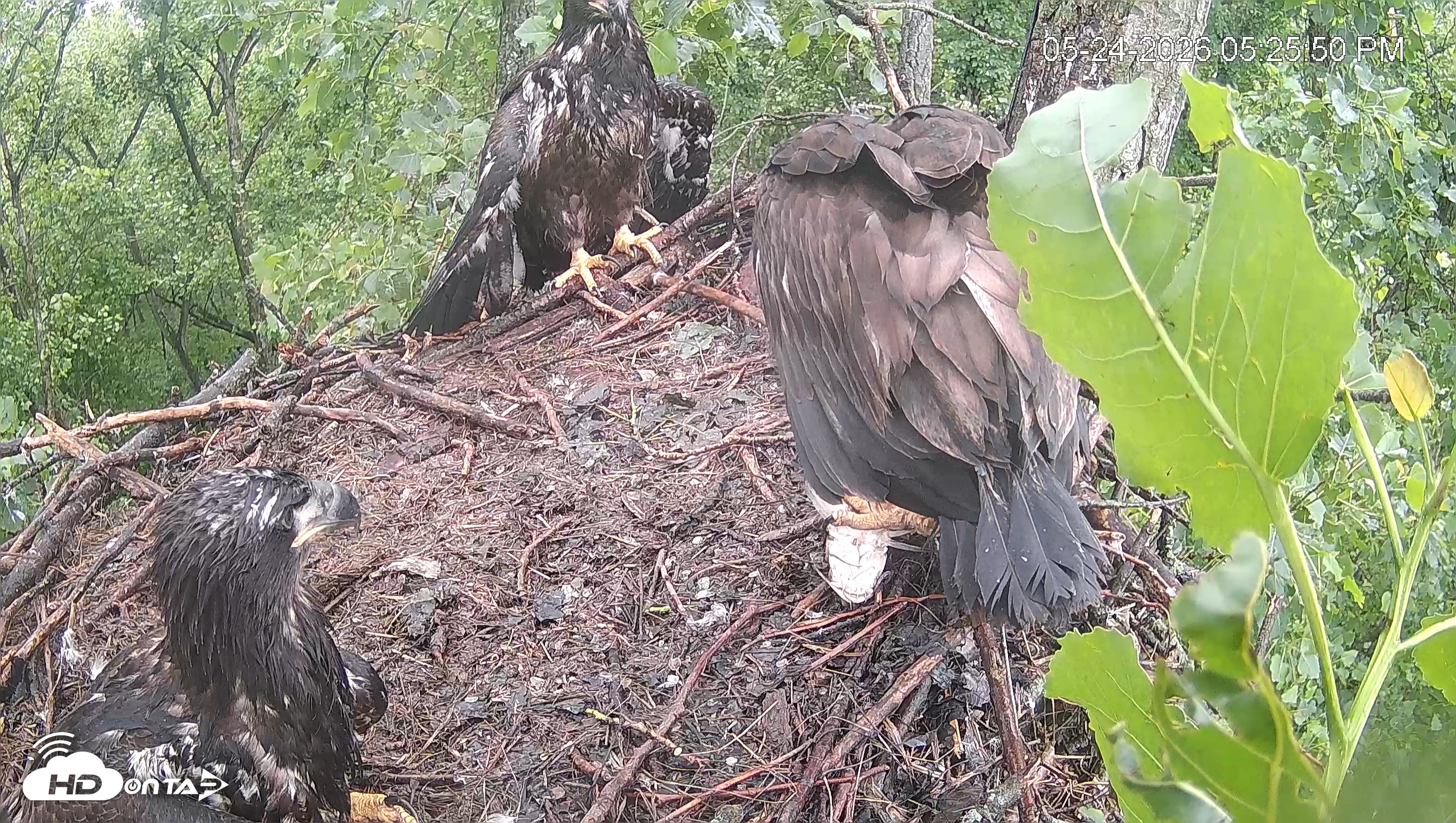Snapshot of Cardinal Land Conservancy Eagles Live Webcam taken May 24, 2026, 5:26pm EDT