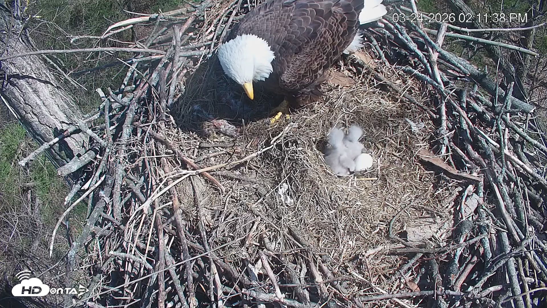 Snapshot of Cardinal Land Conservancy Eagles Live Webcam taken Mar 24, 2026, 2:12pm EDT