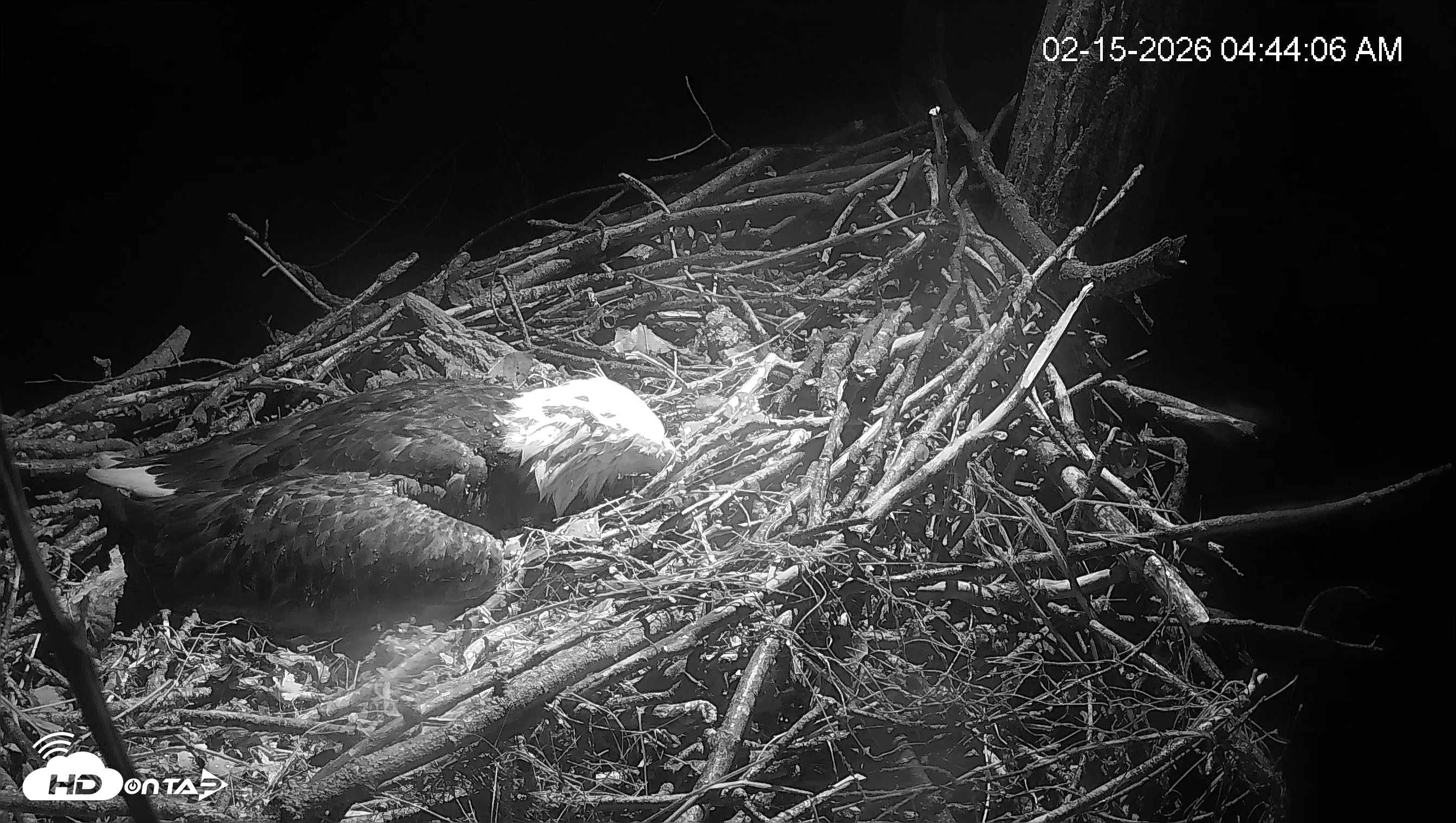 Snapshot of Cardinal Land Conservancy Eagles Live Webcam taken Feb 15, 2026, 4:44am EST