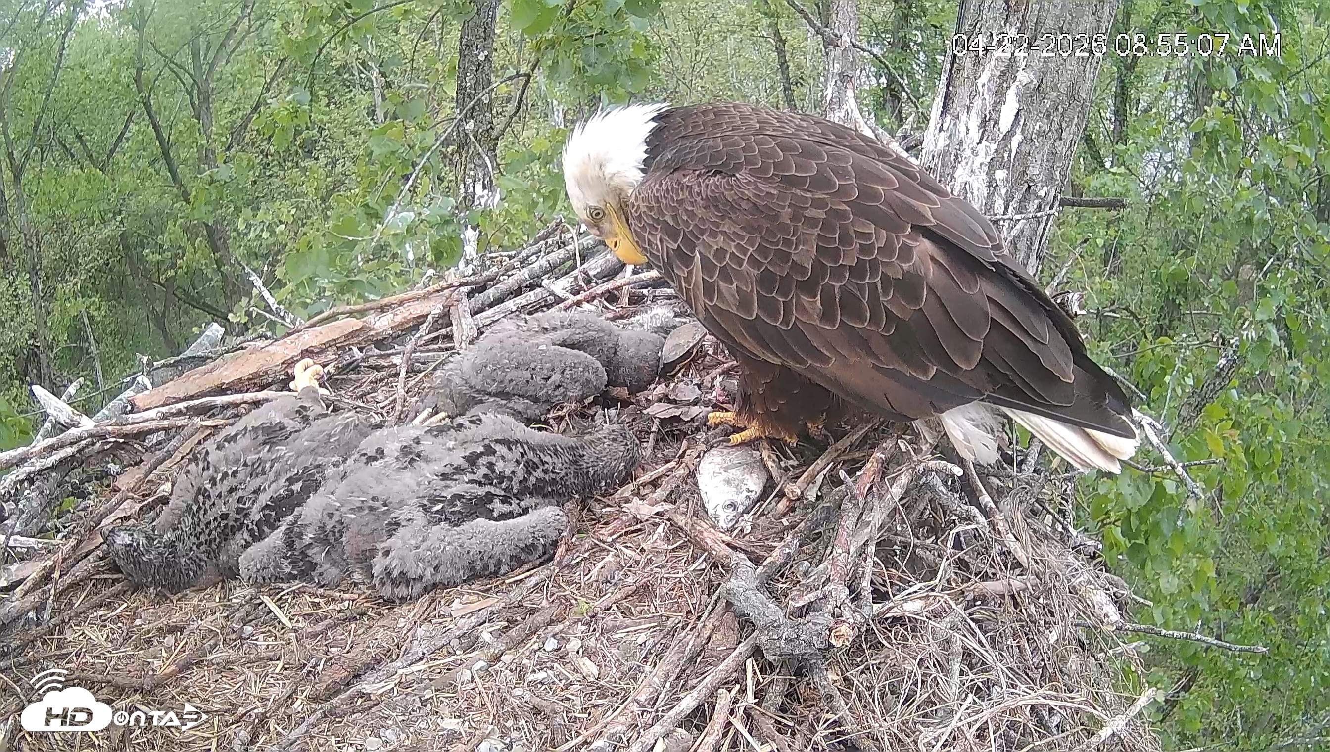 Snapshot of Cardinal Land Conservancy Eagles Live Webcam taken Apr 22, 2026, 8:55am EDT