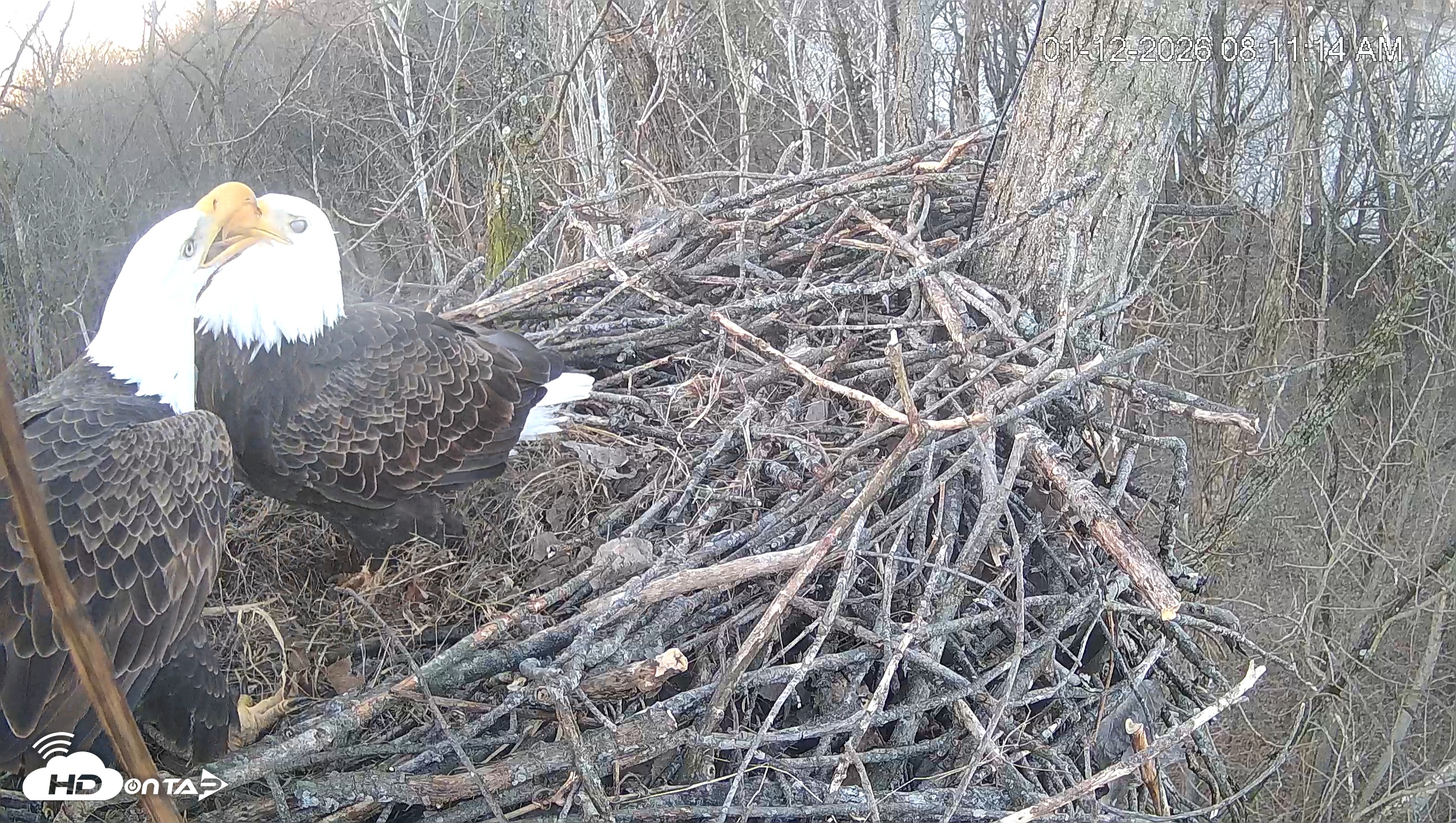 Snapshot of Cardinal Land Conservancy Eagles Live Webcam taken Jan 12, 2026, 8:11am EST