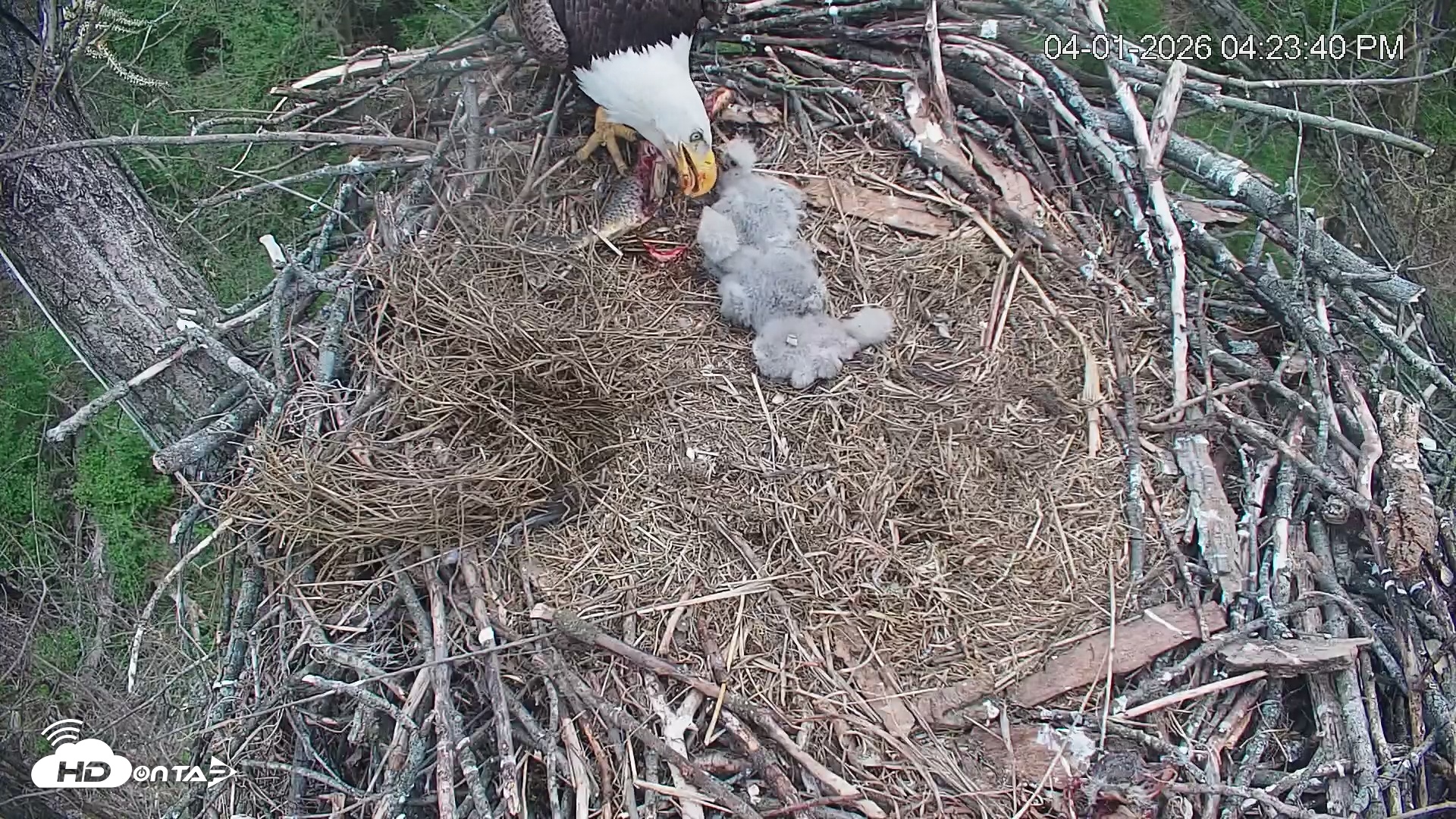 Snapshot of Cardinal Land Conservancy Eagles Live Webcam taken Apr 1, 2026, 4:24pm EDT