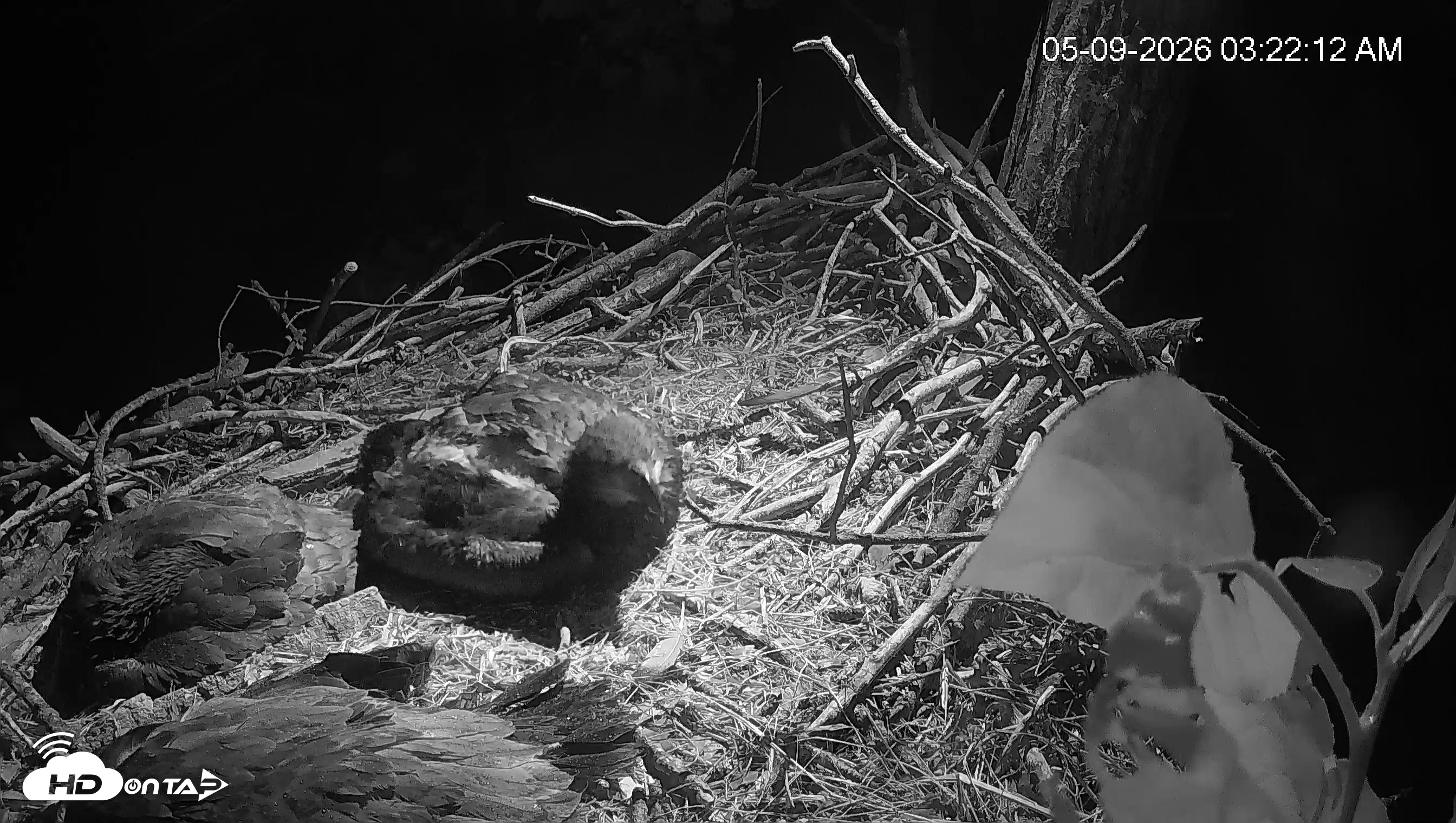 Snapshot of Cardinal Land Conservancy Eagles Live Webcam taken May 9, 2026, 3:22am EDT