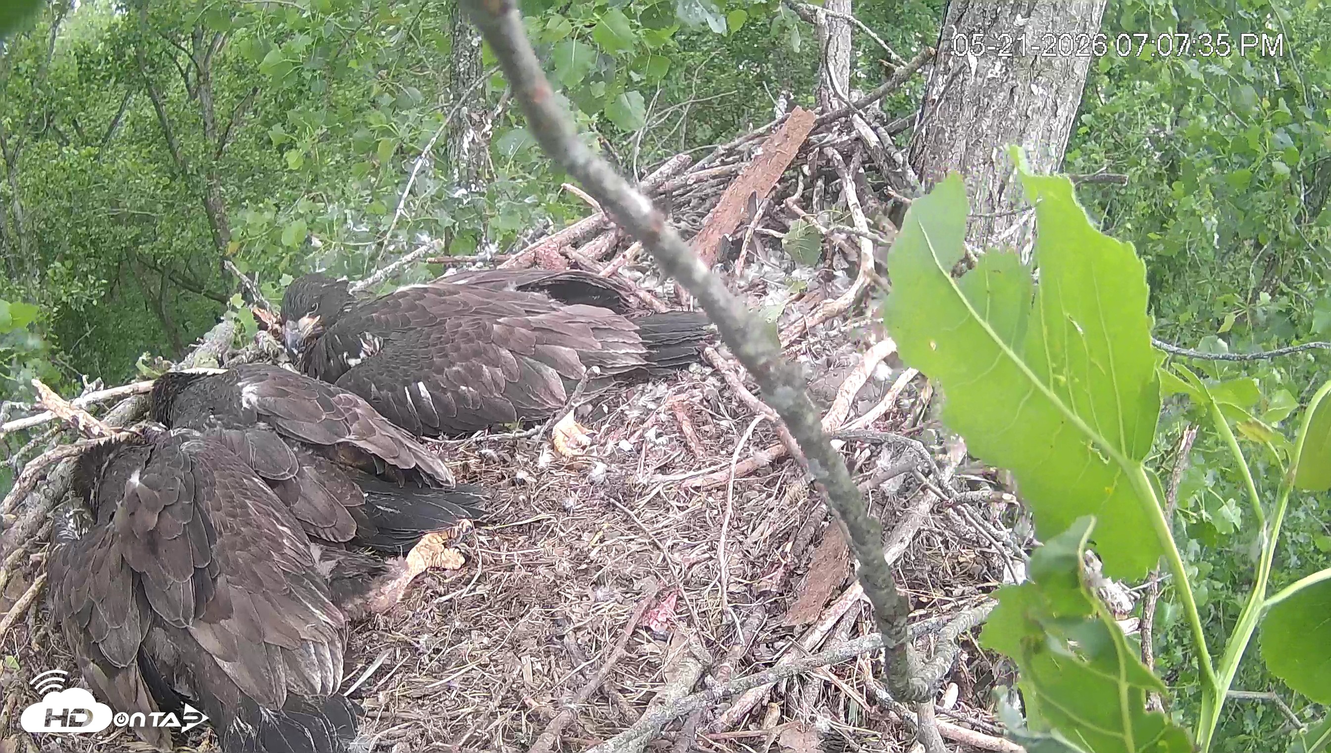 Snapshot of Cardinal Land Conservancy Eagles Live Webcam taken May 21, 2026, 7:09pm EDT