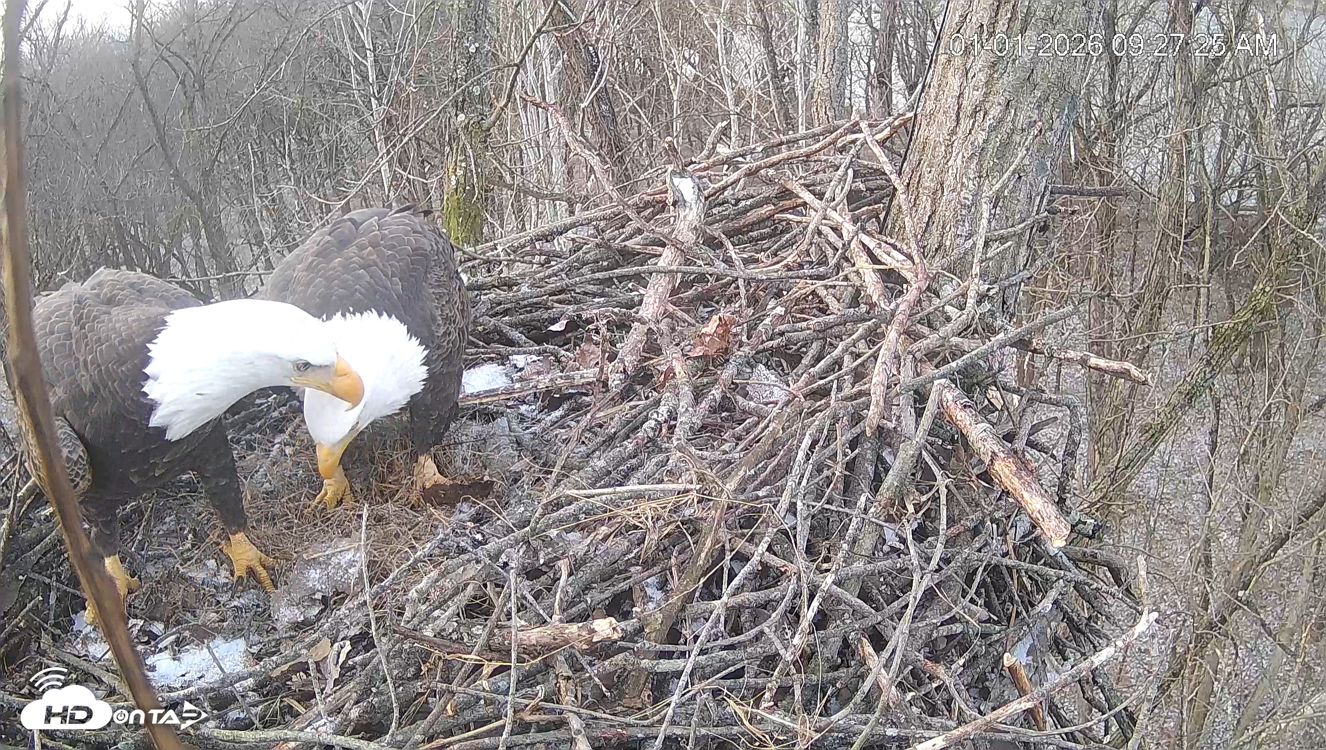 Snapshot of Cardinal Land Conservancy Eagles Live Webcam taken Jan 1, 2026, 9:28am EST