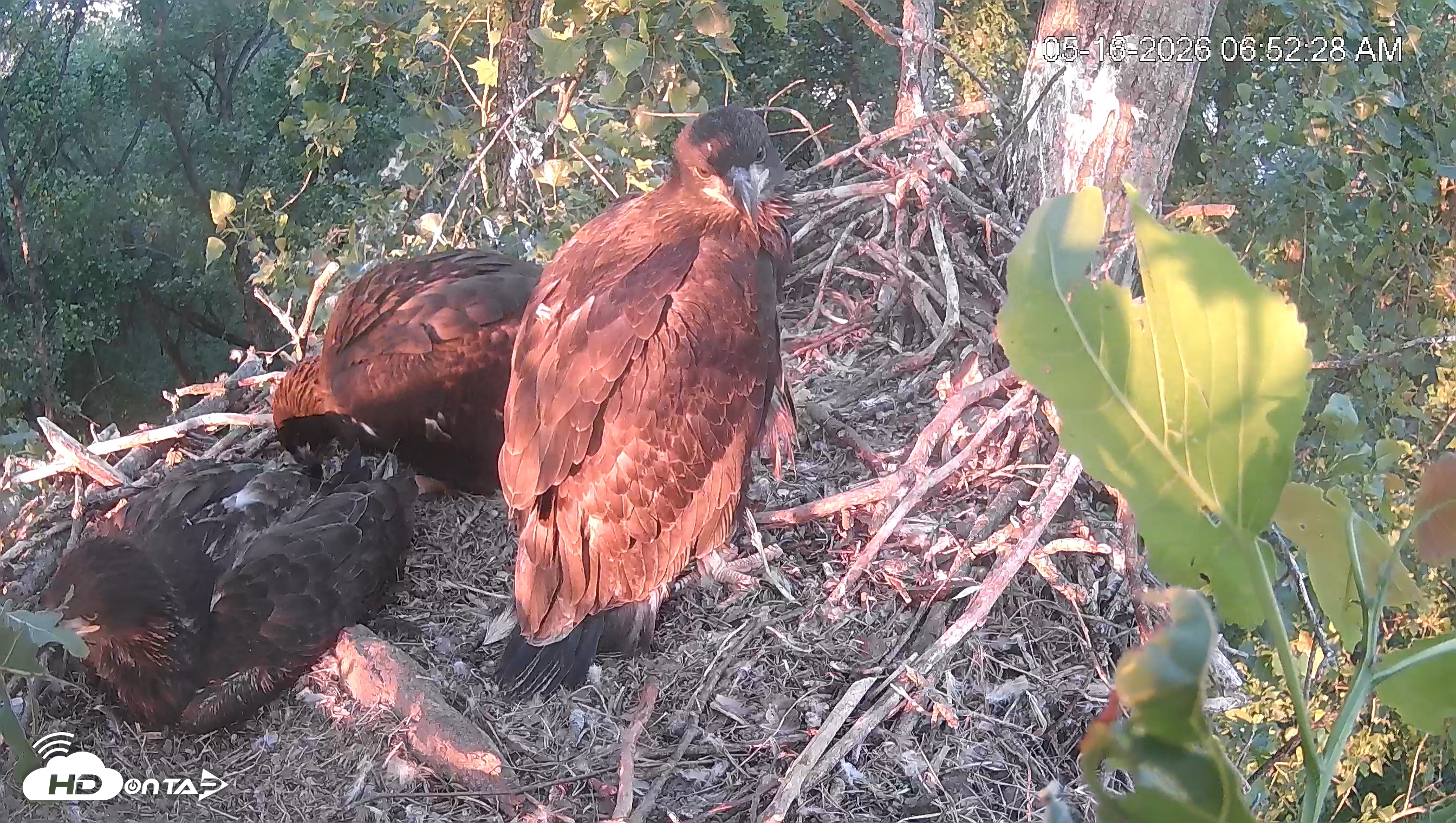Snapshot of Cardinal Land Conservancy Eagles Live Webcam taken May 16, 2026, 6:53am EDT