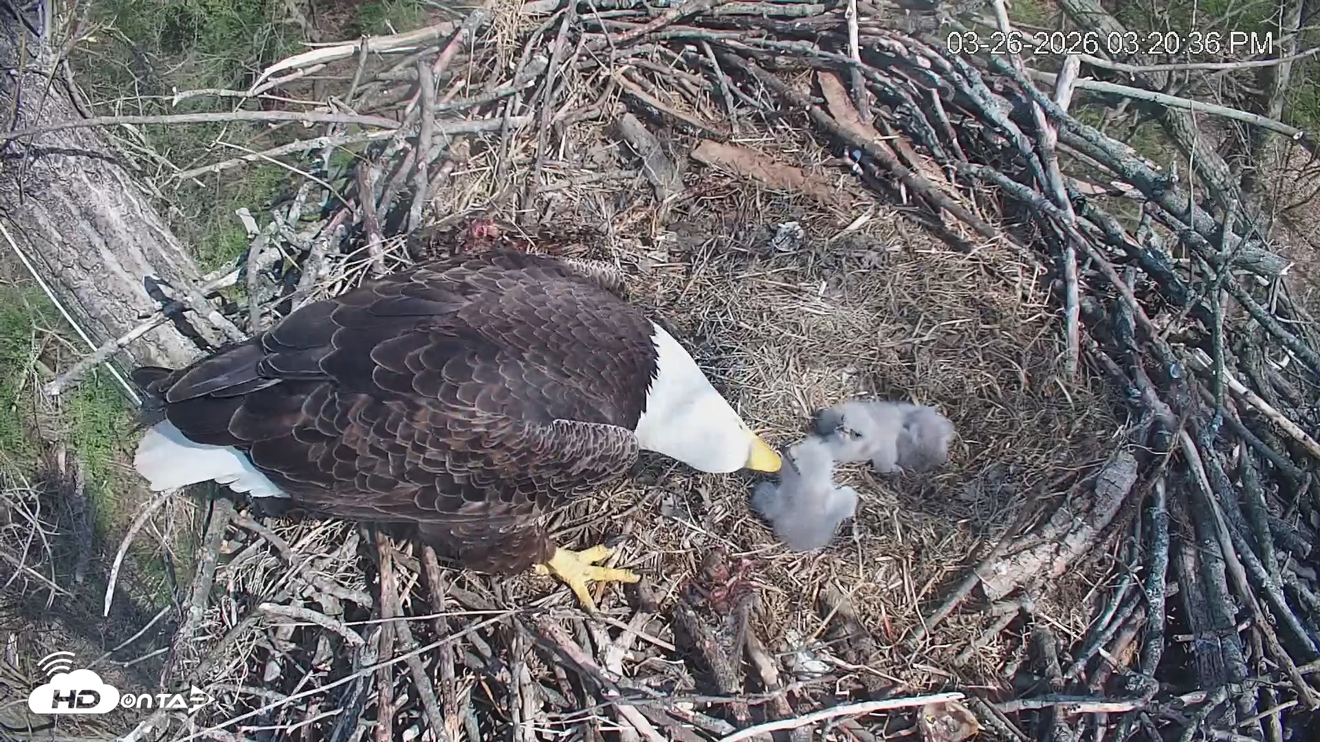 Snapshot of Cardinal Land Conservancy Eagles Live Webcam taken Mar 26, 2026, 3:21pm EDT