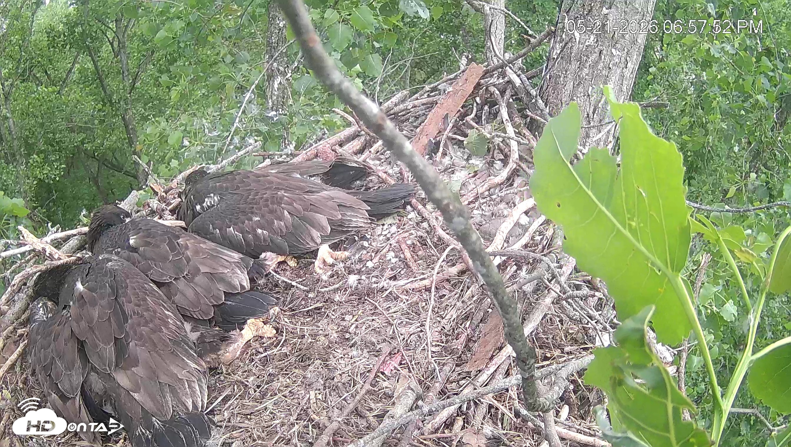 Snapshot of Cardinal Land Conservancy Eagles Live Webcam taken May 21, 2026, 6:59pm EDT