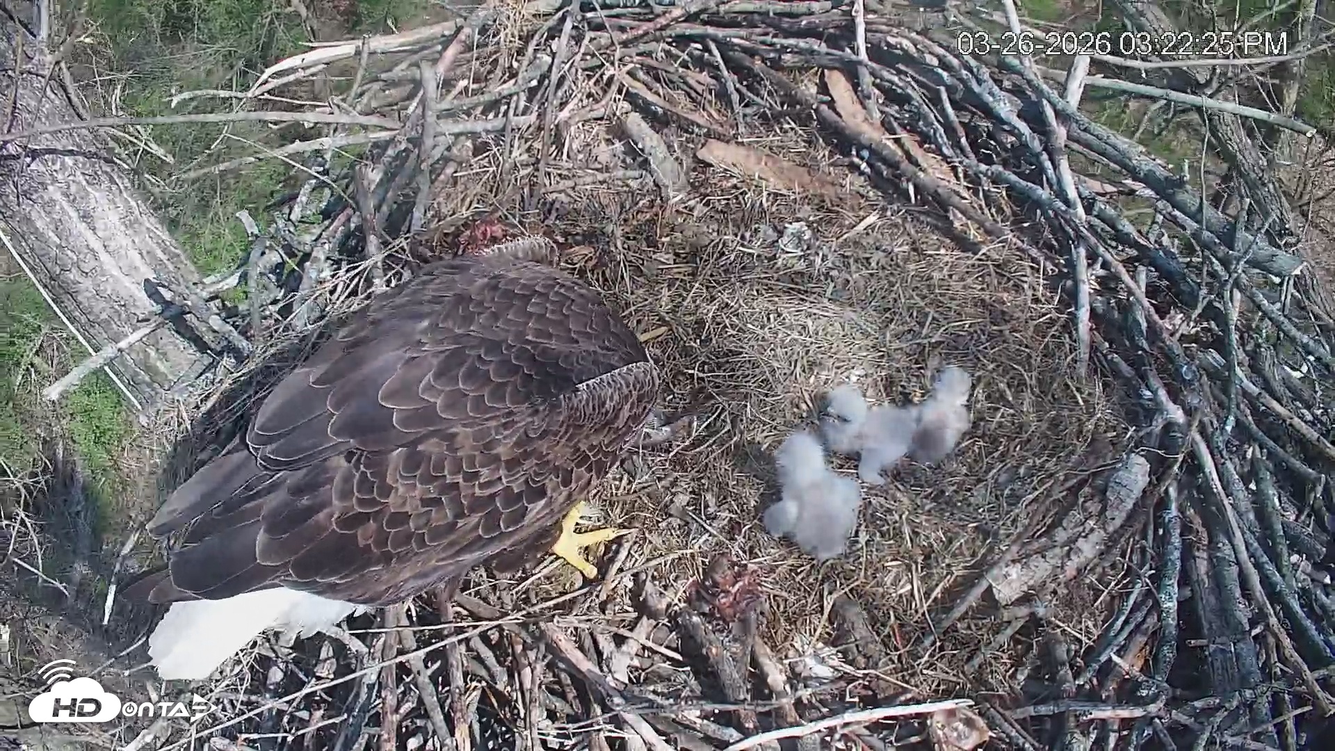 Snapshot of Cardinal Land Conservancy Eagles Live Webcam taken Mar 26, 2026, 3:23pm EDT